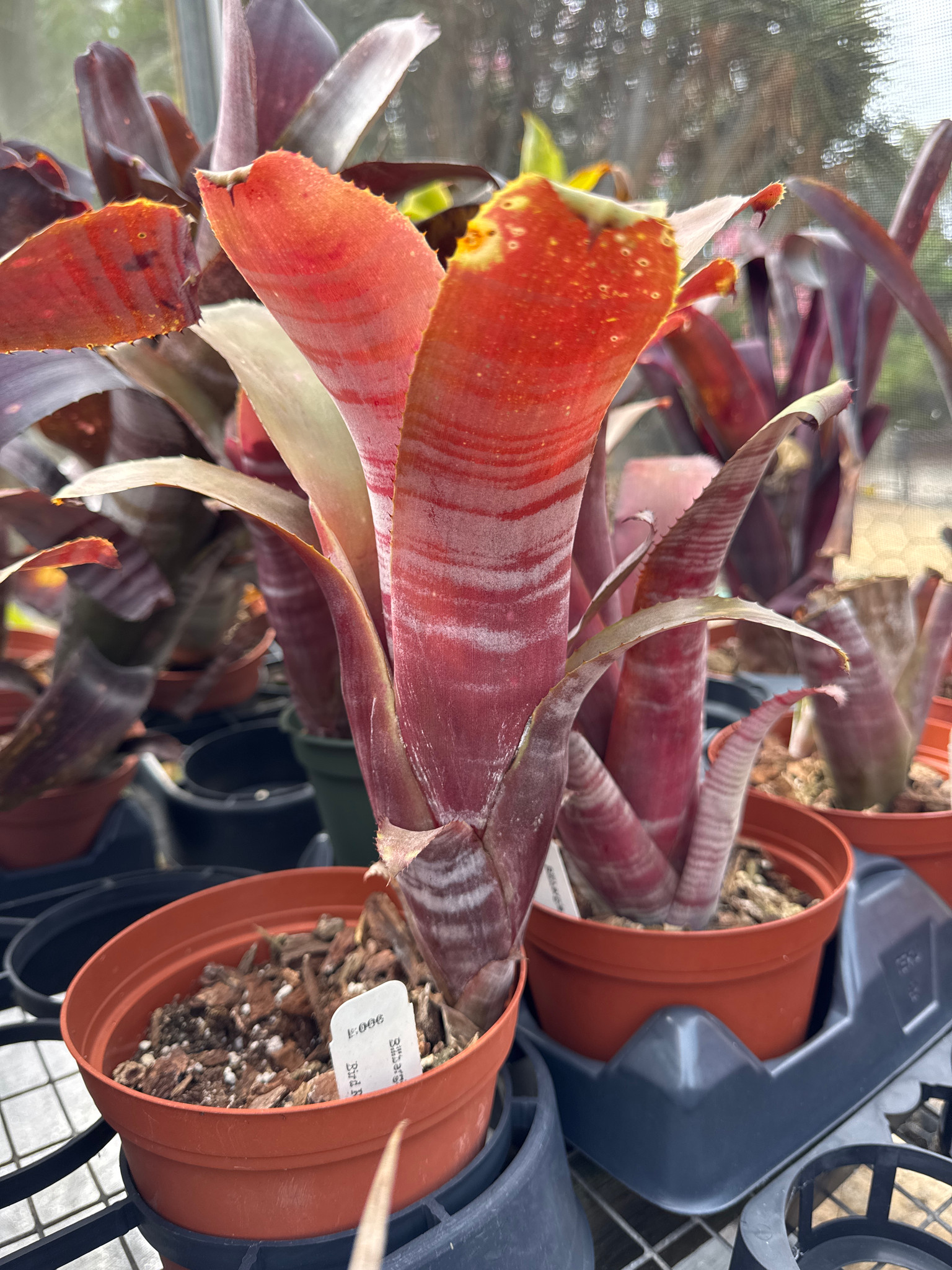 83597 Billbergia Muriel Wなど4点 Billbergia Muriel Waterman - Bird Rock Tropicals