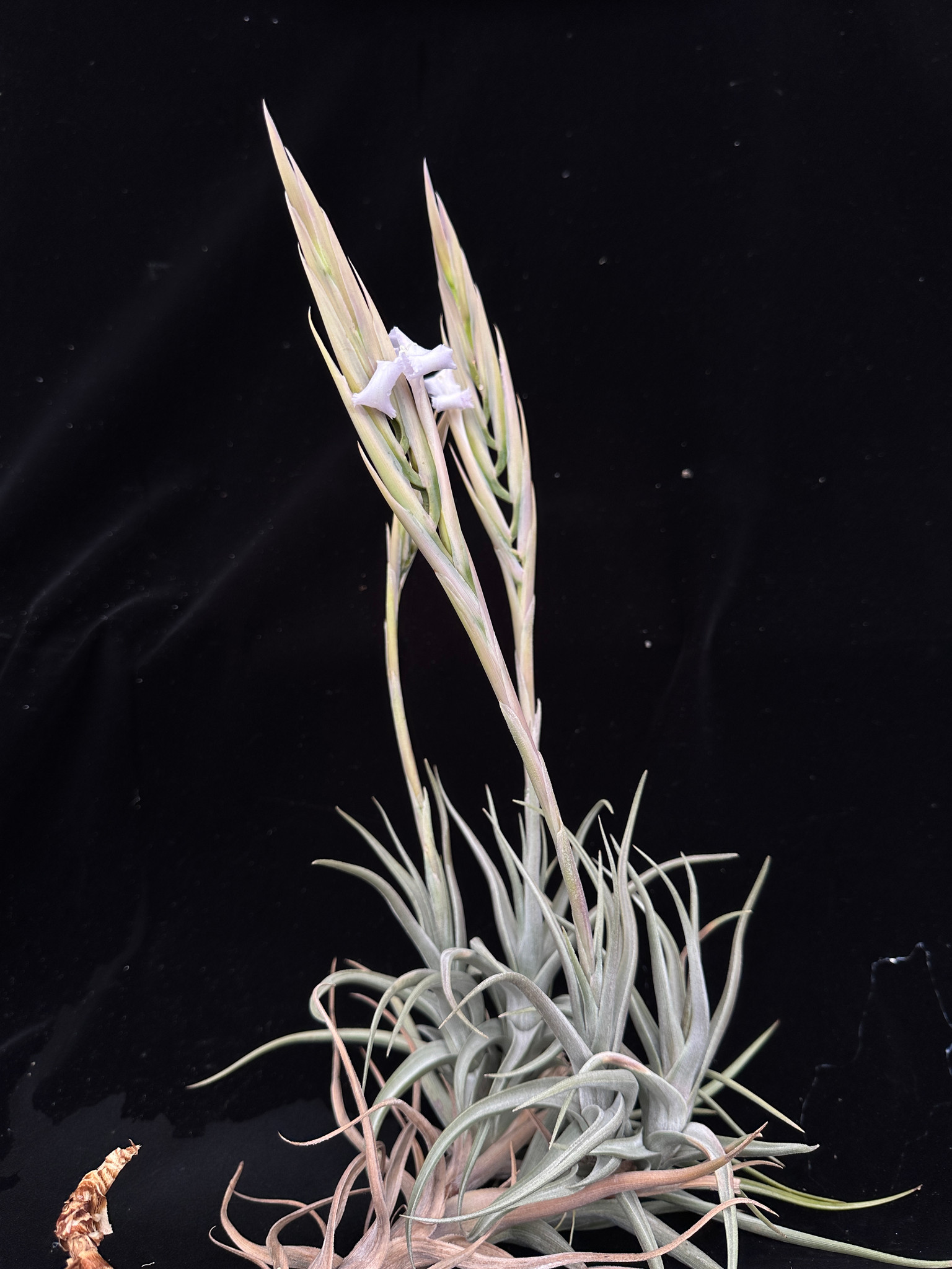 Tillandsia tafiensis (T. xiphioides 'Lavendar Blush') - Bird