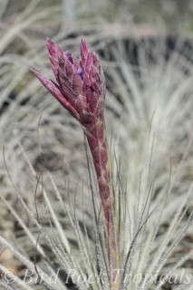 Tillandsia tectorum v. globosa (Ecuador) - Bird Rock Tropicals