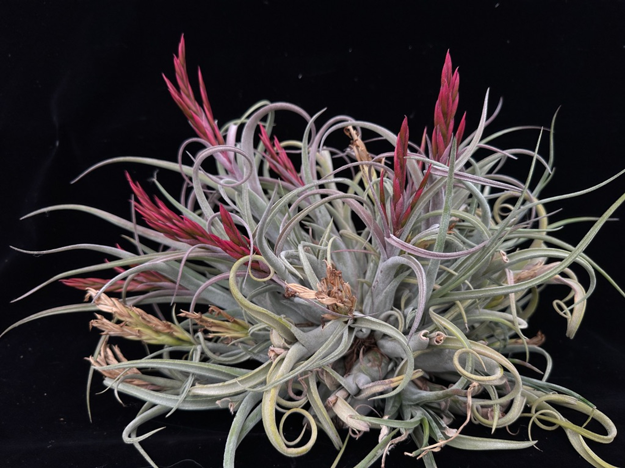 ehlersiana x caput-medusae　T'S TROPICALS Tillandsia caput-medusae X seleriana - Bird Rock Tropicals