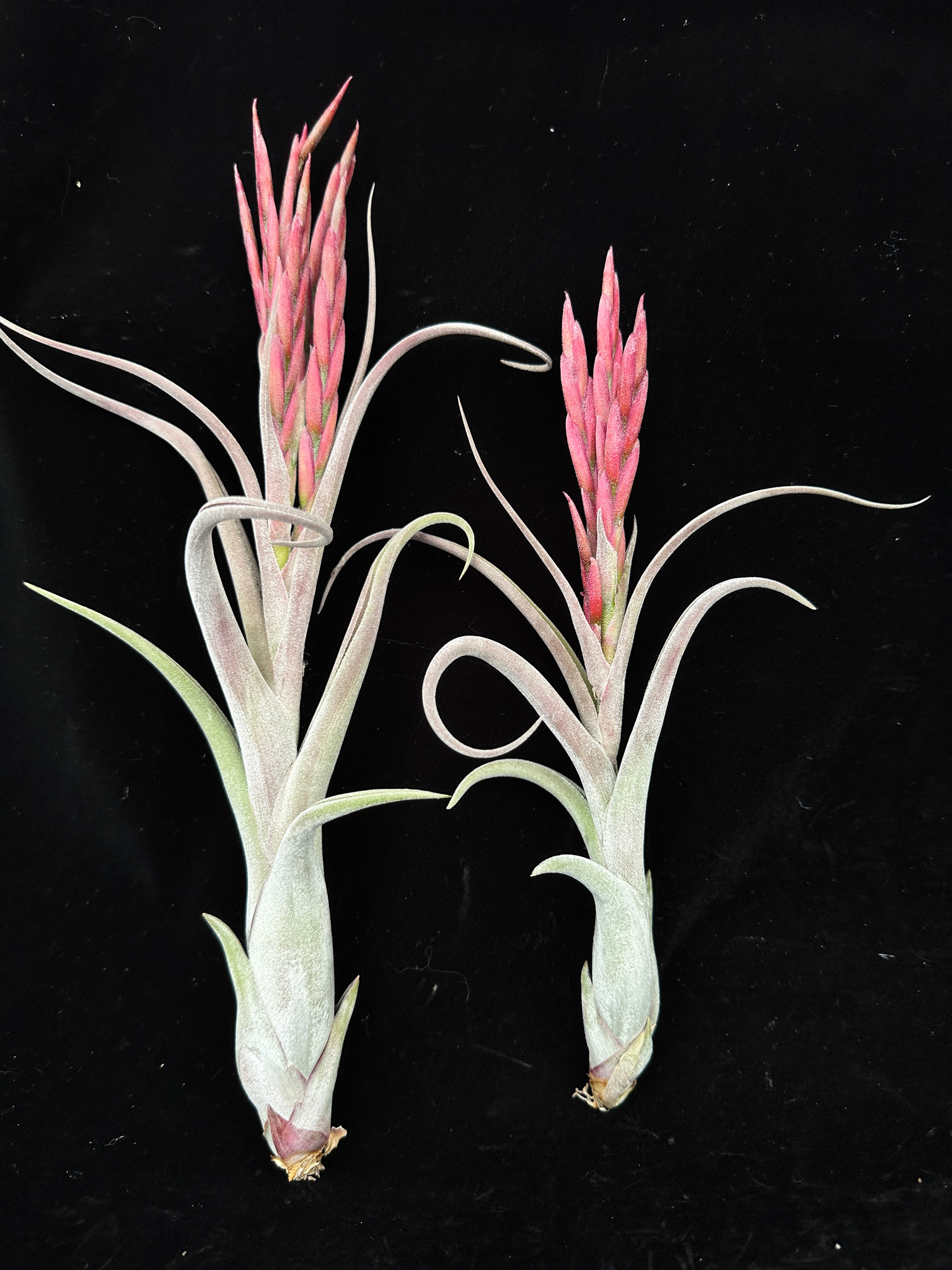 Tillandsia chiapensis x T.caput-medusae チランジア・チアペンシスx