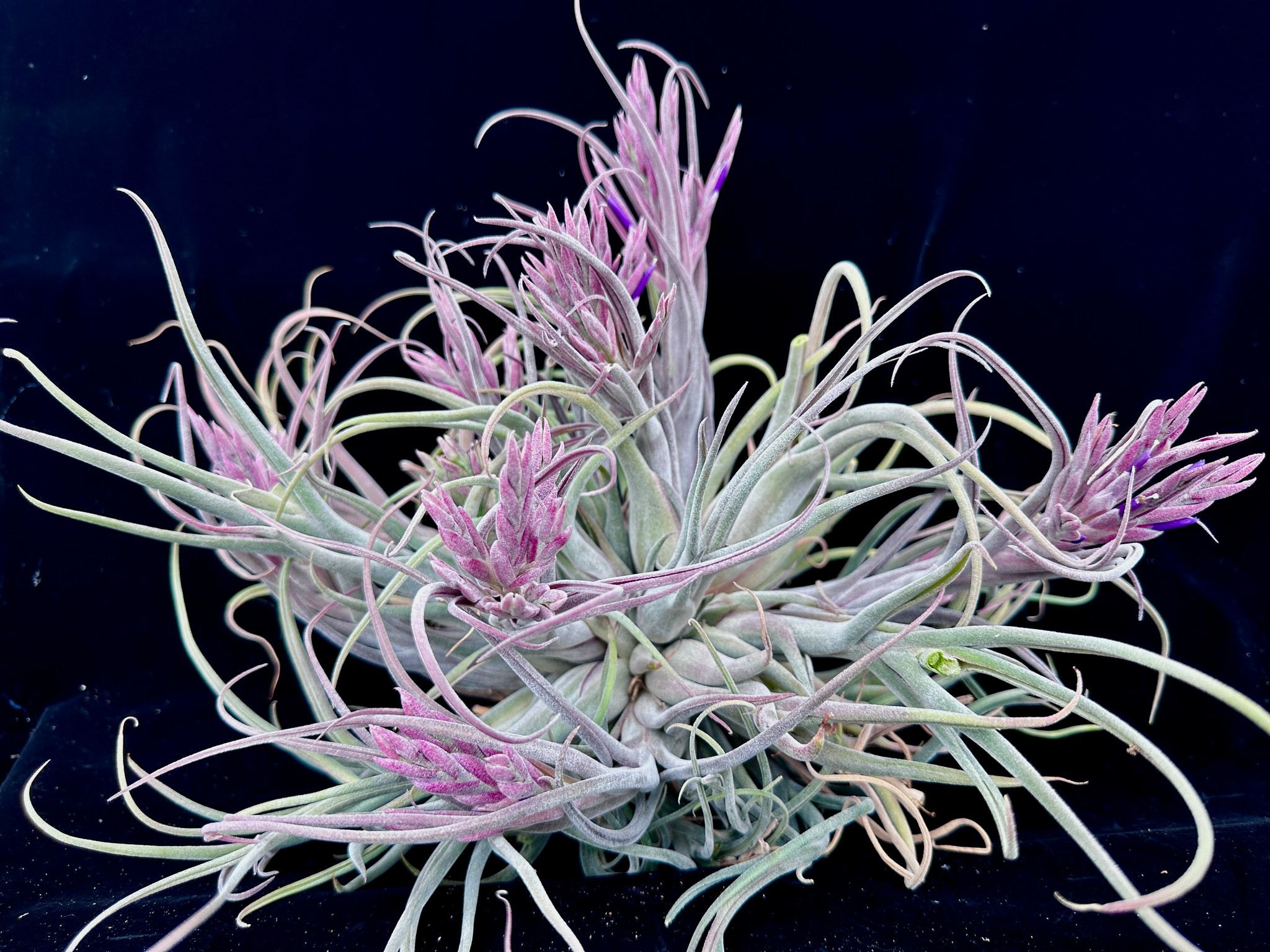 Tillandsia caput-medusae X seleriana - Bird Rock Tropicals