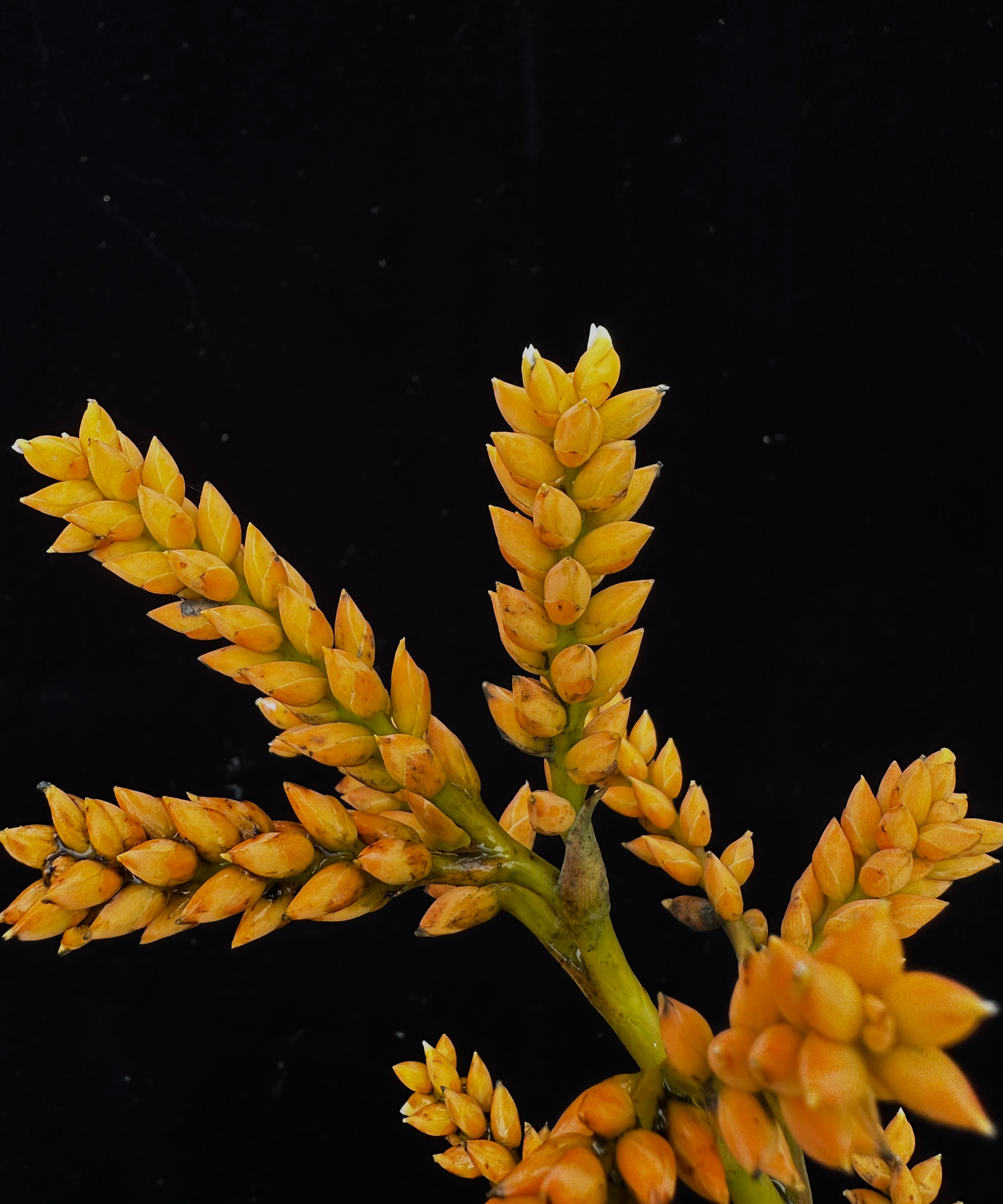 Catopsis subulata　カトプシス　スブラータ　　ブロメリア カトプシス スブラータ catopsis アナナス チランジア タンク