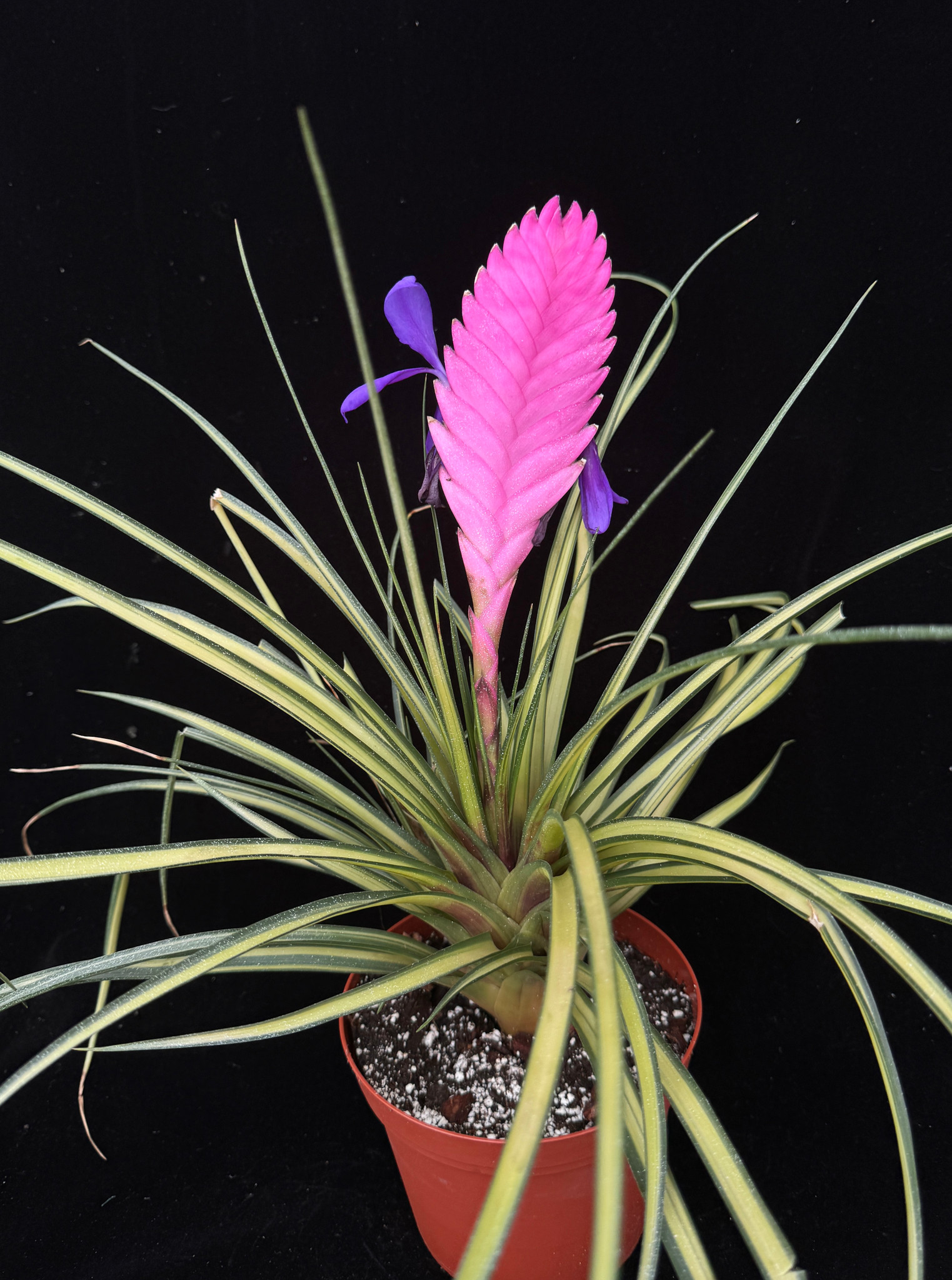Wallisia (Tillandsia) cyanea (Variegated) - Bird Rock Tropicals
