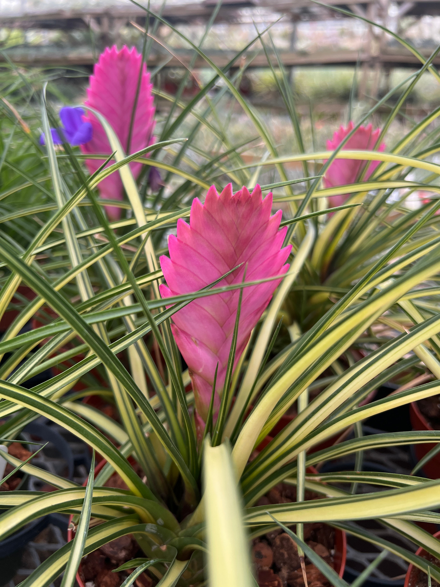 Wallisia (Tillandsia) cyanea (Variegated) - Bird Rock Tropicals