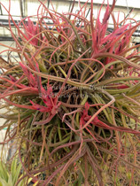 菫〉Tillandsia 'Druid' x bulbosa f.alba my tillandsia ionantha : r