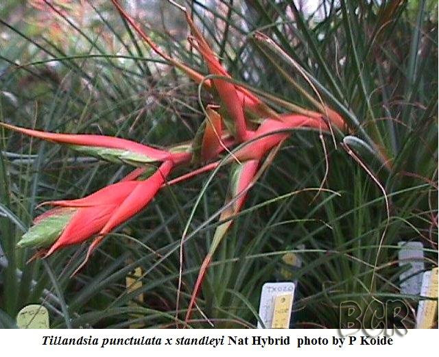 Tillandsia Tina (T. punctulata X standleyi, Nat. hybrid) - Bird
