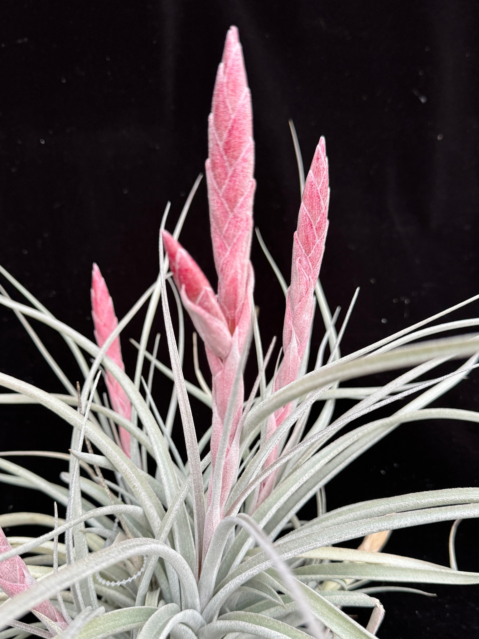 Tillandsia Madelline (T. chiapensis x exserta) - Bird Rock Tropicals
