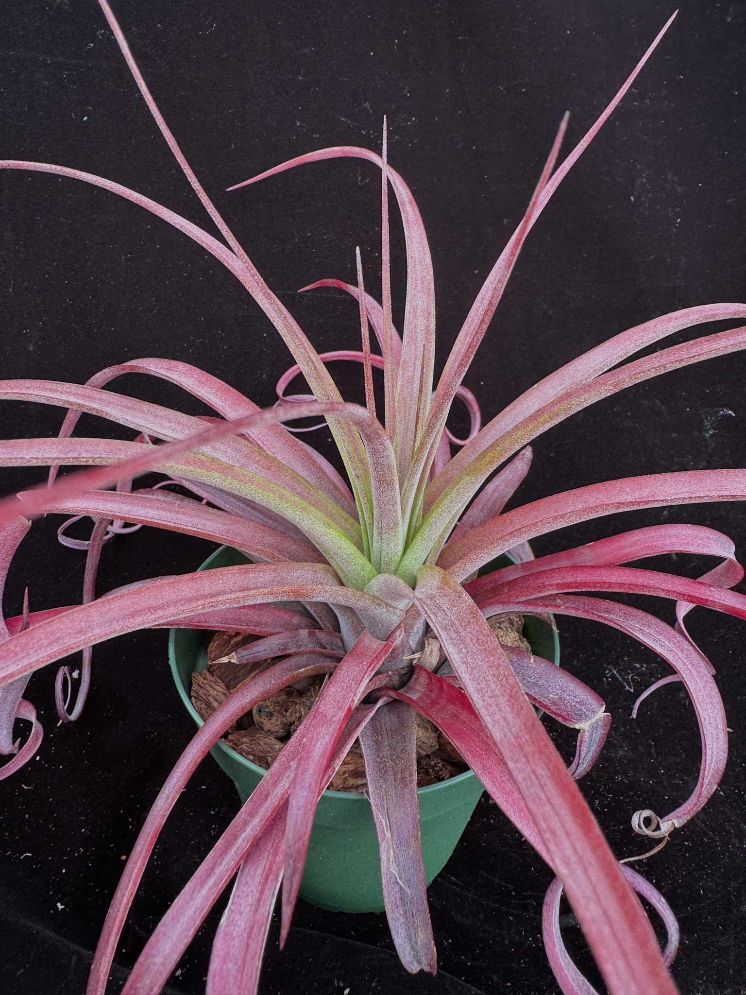 Tillandsia Love Knot (T. streptophylla x capitata) - Bird Rock