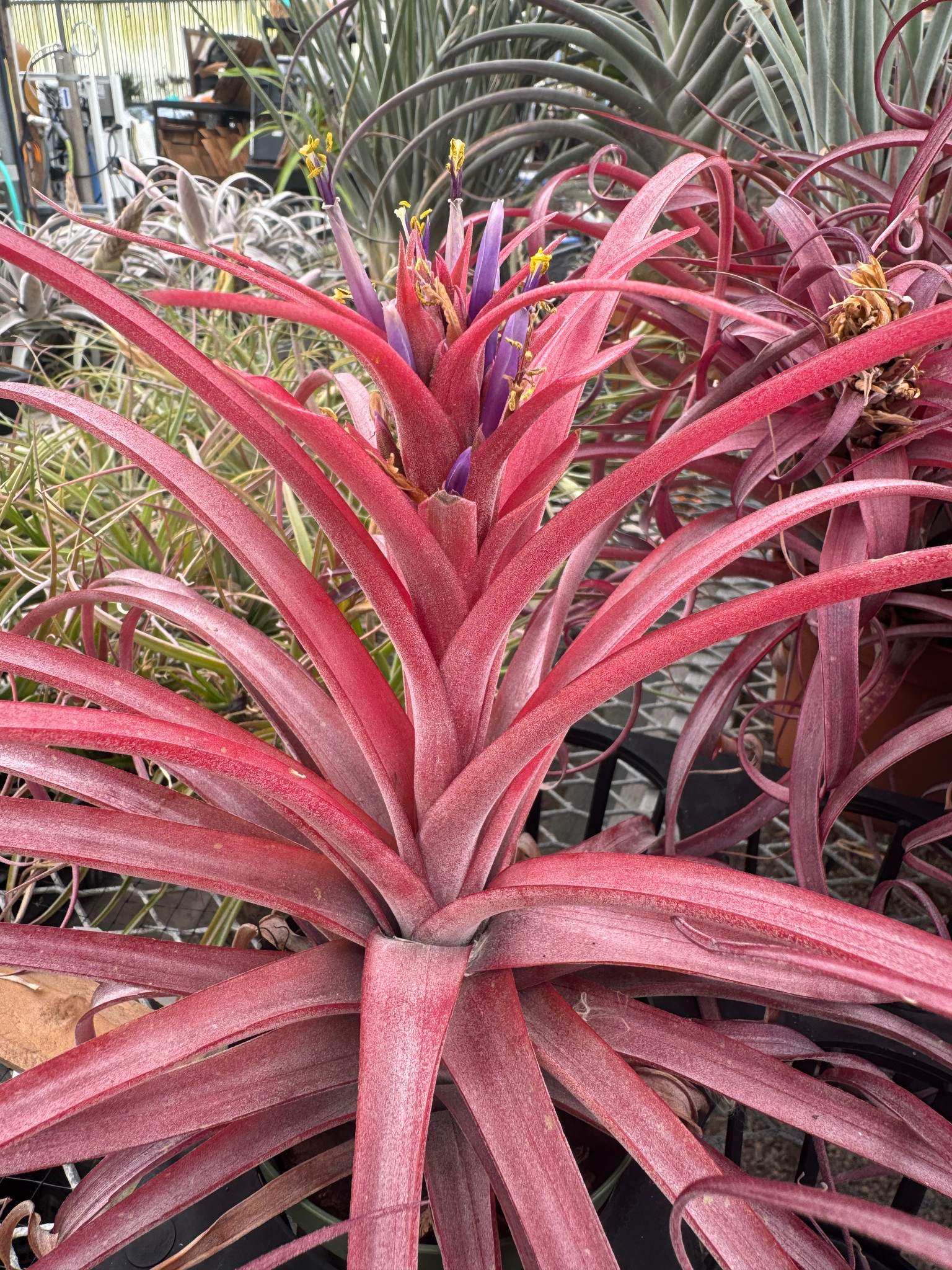 Tillandsia Love Knot (T. streptophylla x capitata) - Bird Rock
