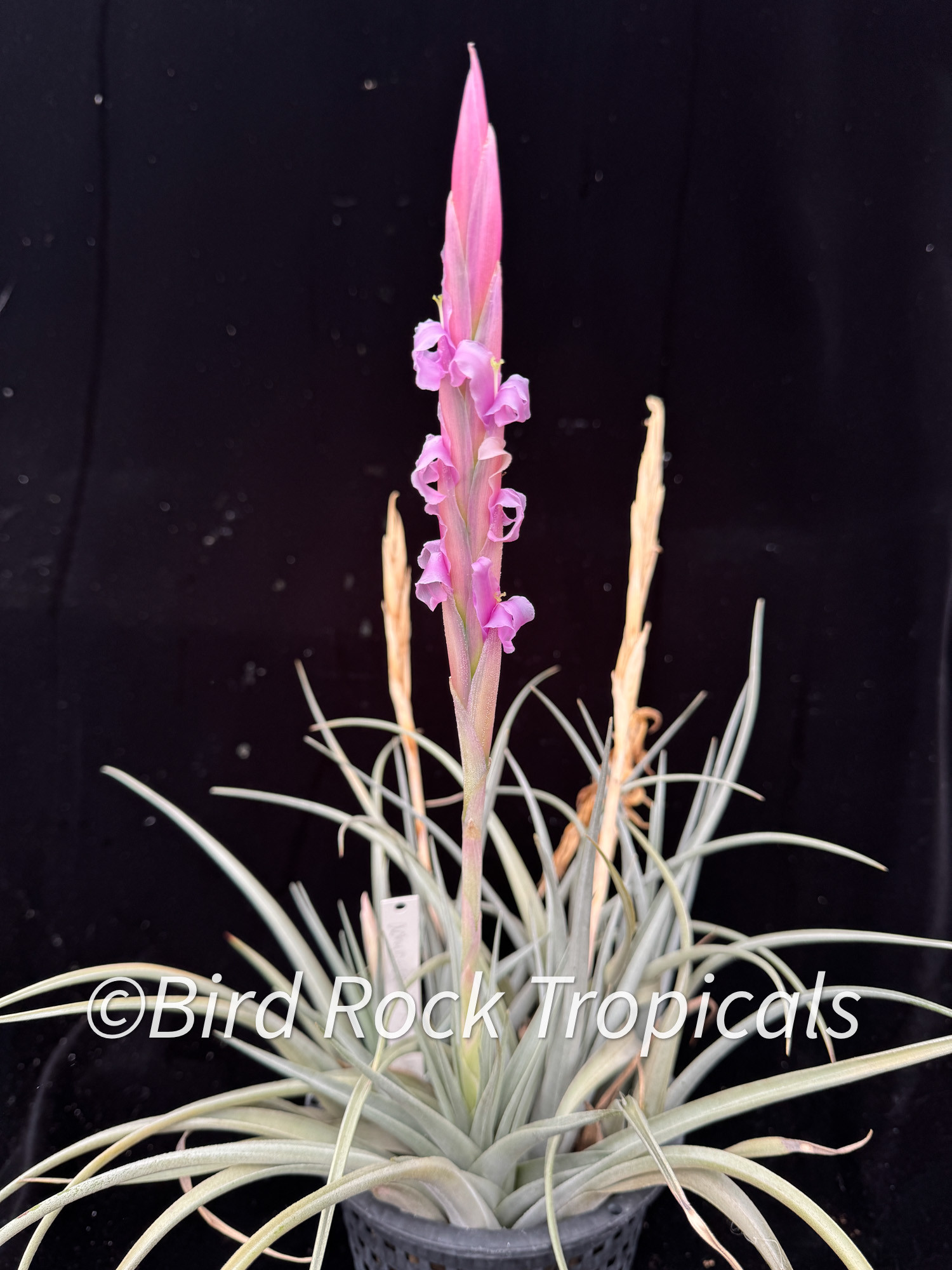Tillandsia Aztec Feather (T. achyrostachys X xiphioides) - Bird