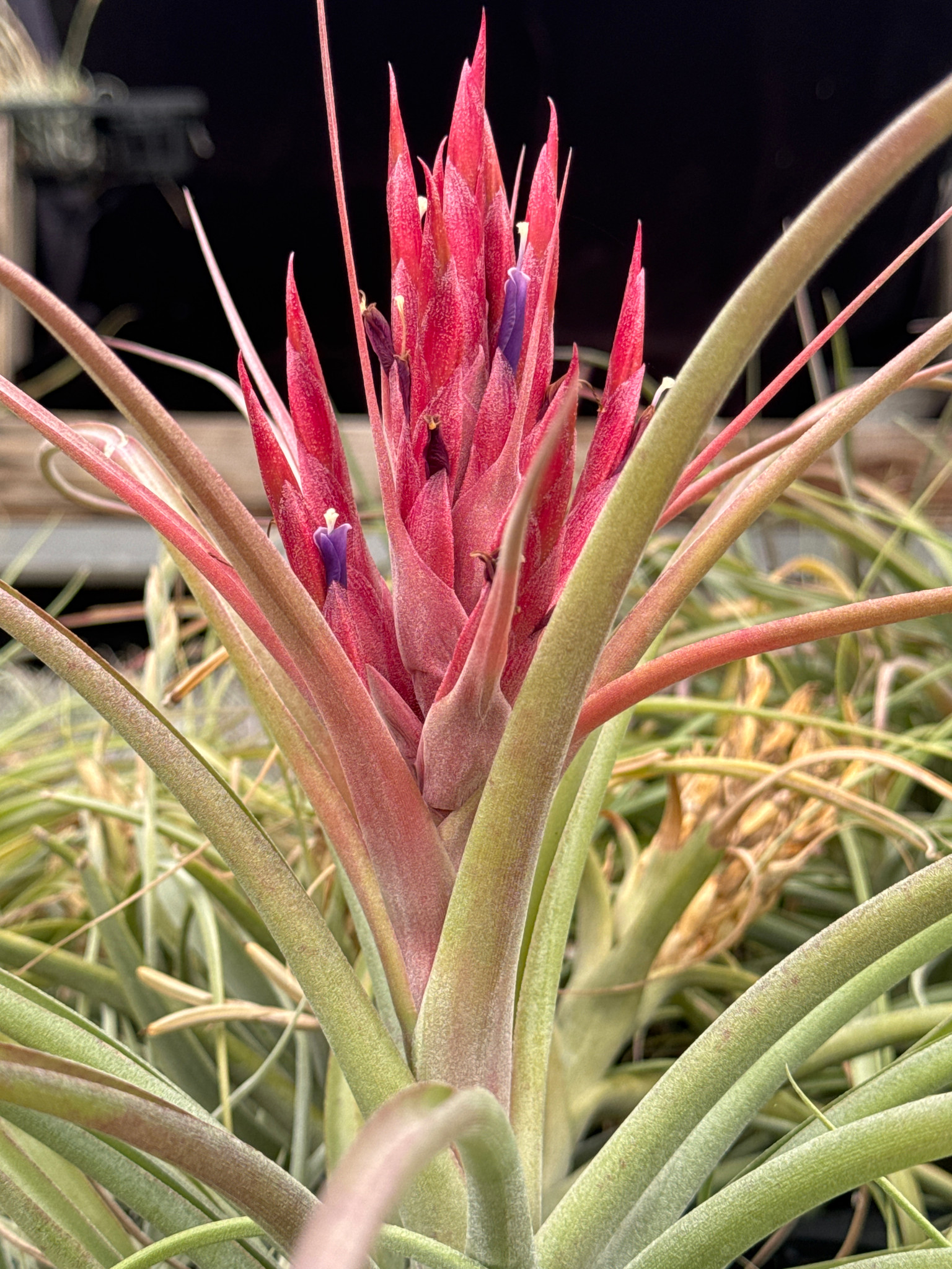 Tillandsia bulbosa X rothii - Bird Rock Tropicals
