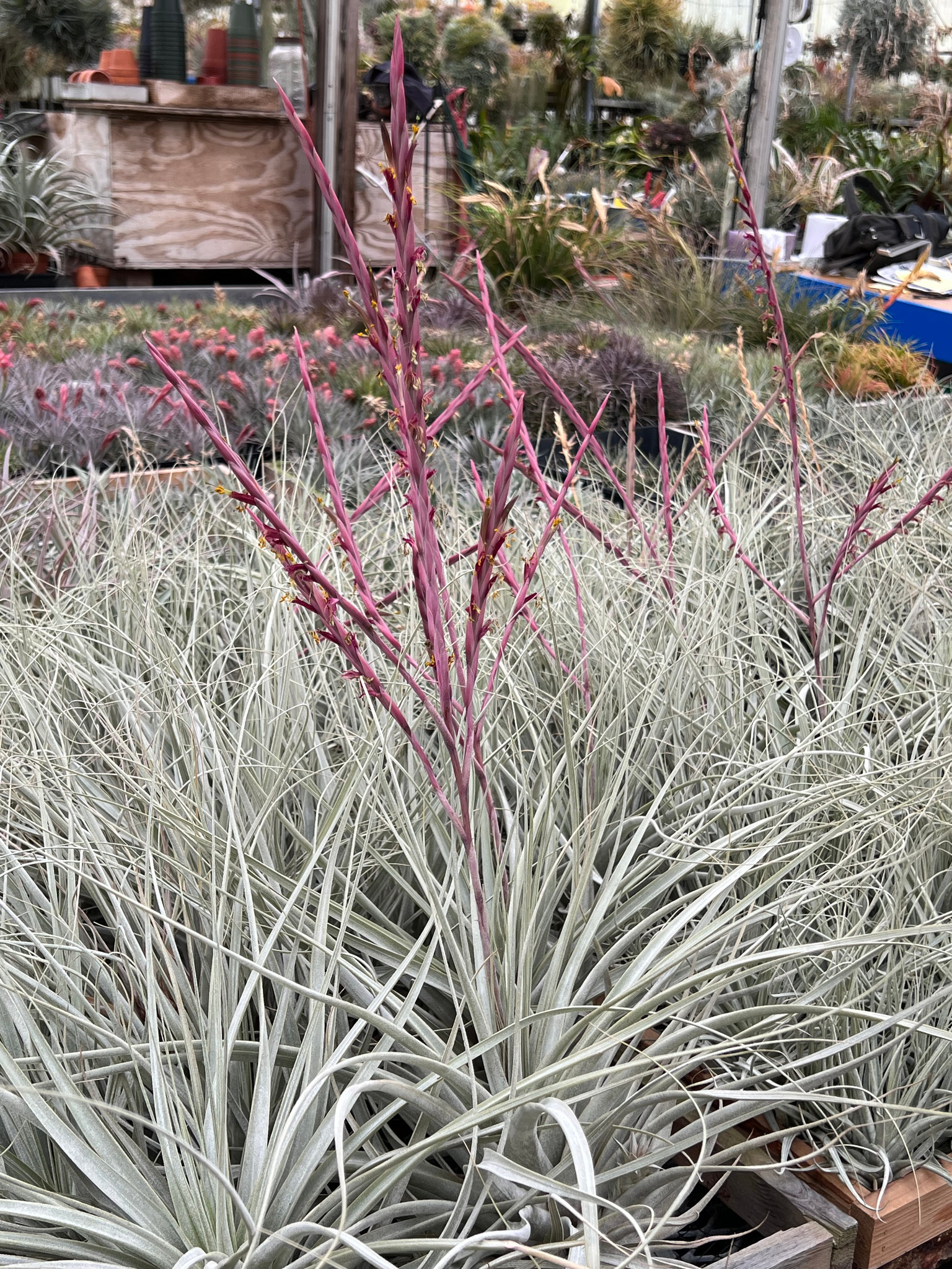 Tillandsia cereicola (soft leaf variety) - Bird Rock Tropicals