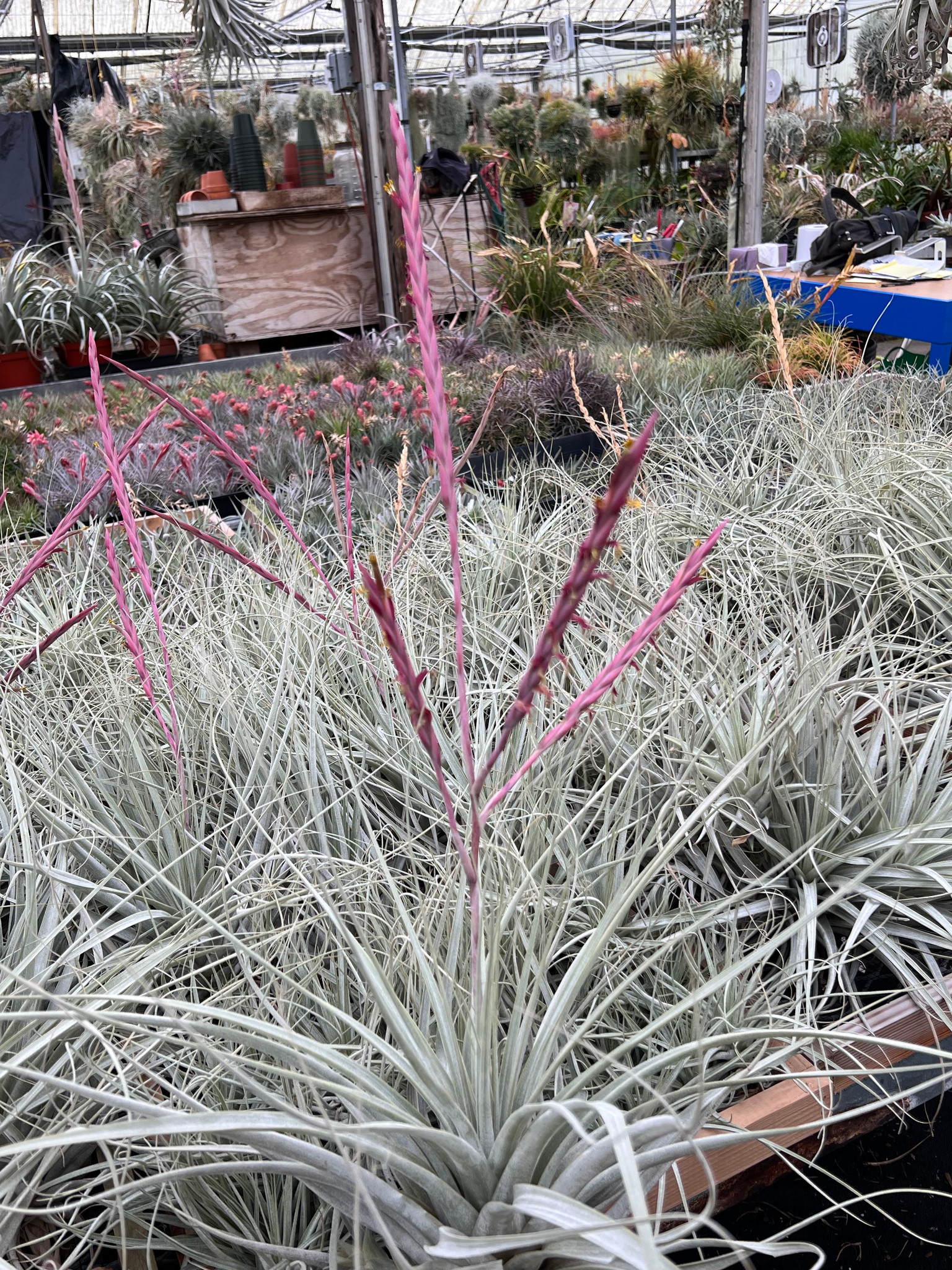 Tillandsia cereicola (soft leaf variety) - Bird Rock Tropicals