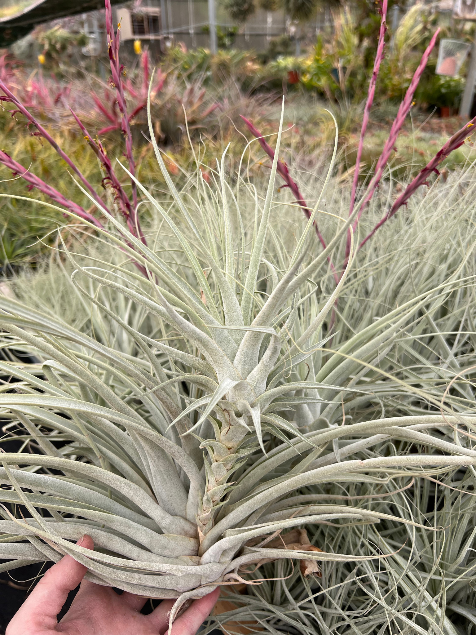 Tillandsia cereicola (soft leaf variety) - Bird Rock Tropicals