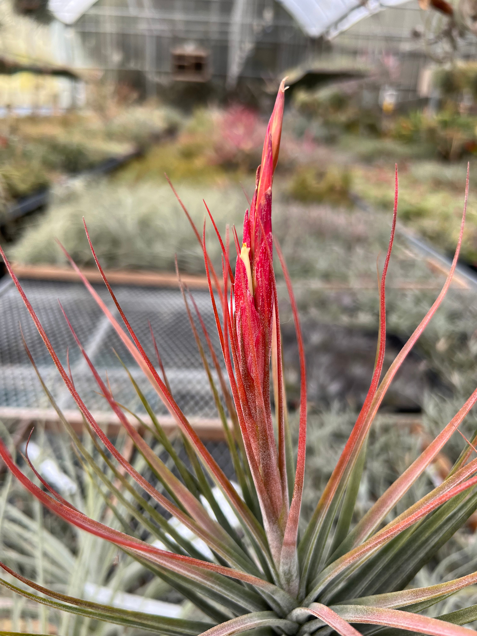 Tillandsia schiedeana x ? - Bird Rock Tropicals