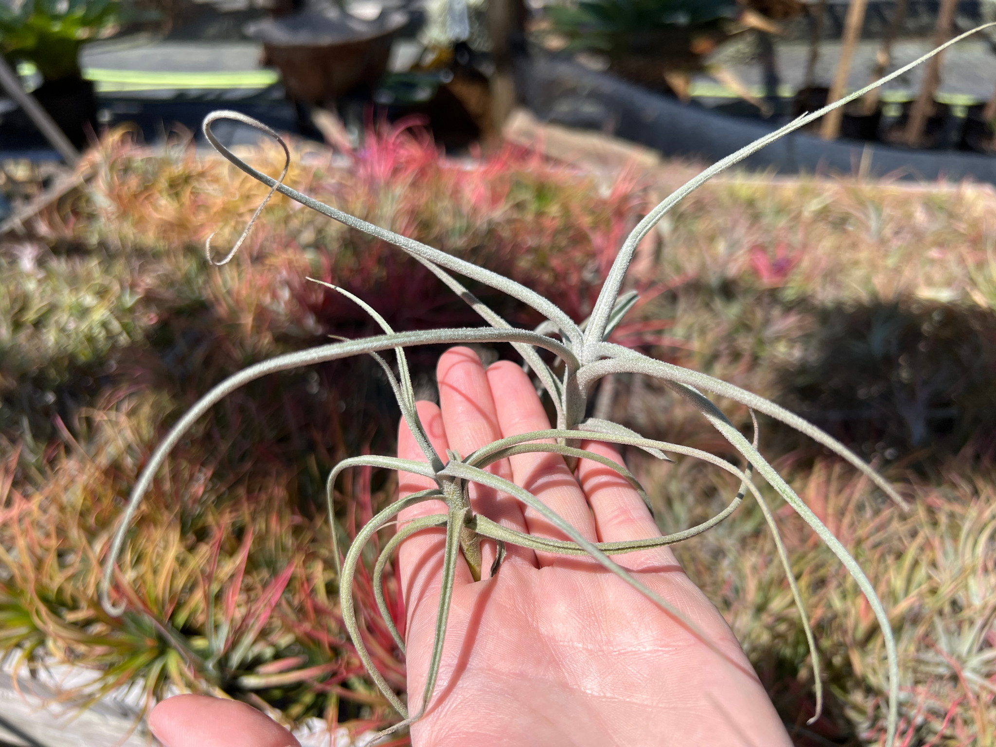 Tillandsia Bird Rock Swirl - (Large Grey Form) - Bird Rock Tropicals