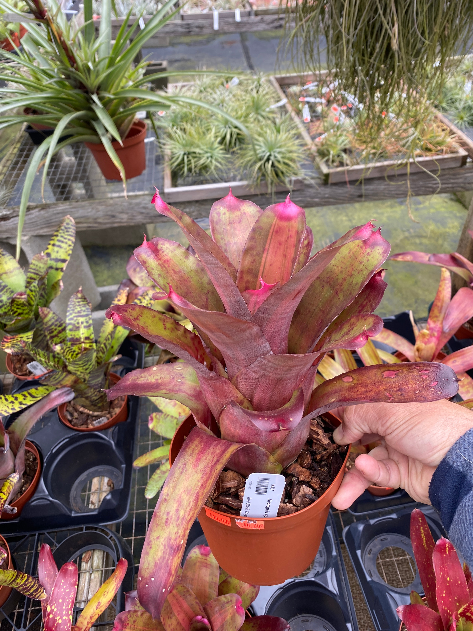 ネオレゲリア スペクタビリス Neoregelia Spectabilis Yahoo!オークション - ネオレゲリア・スペクタビリス Neoregelia Spect