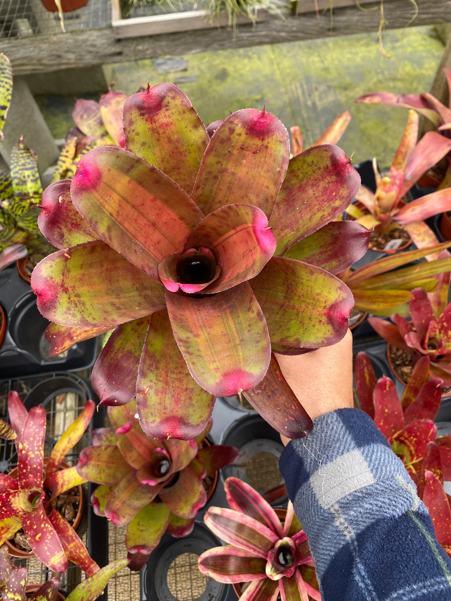 Neoregelia spectabilis (variegated) - Bird Rock Tropicals