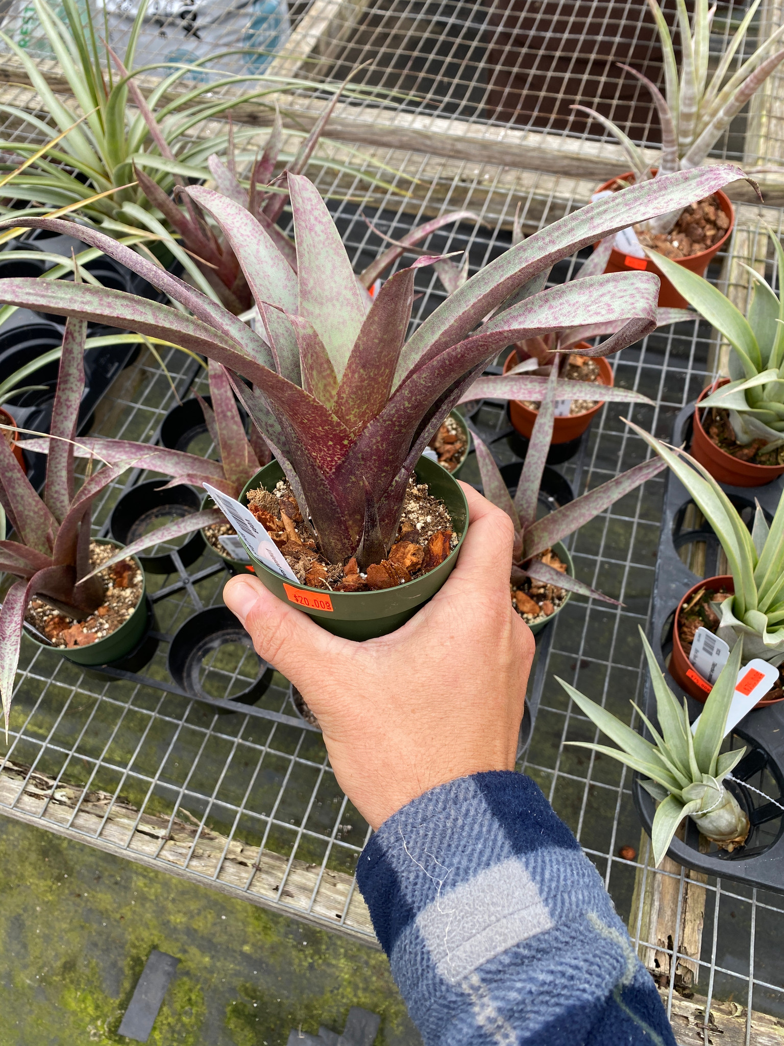 Vriesea saundersii - Bird Rock Tropicals