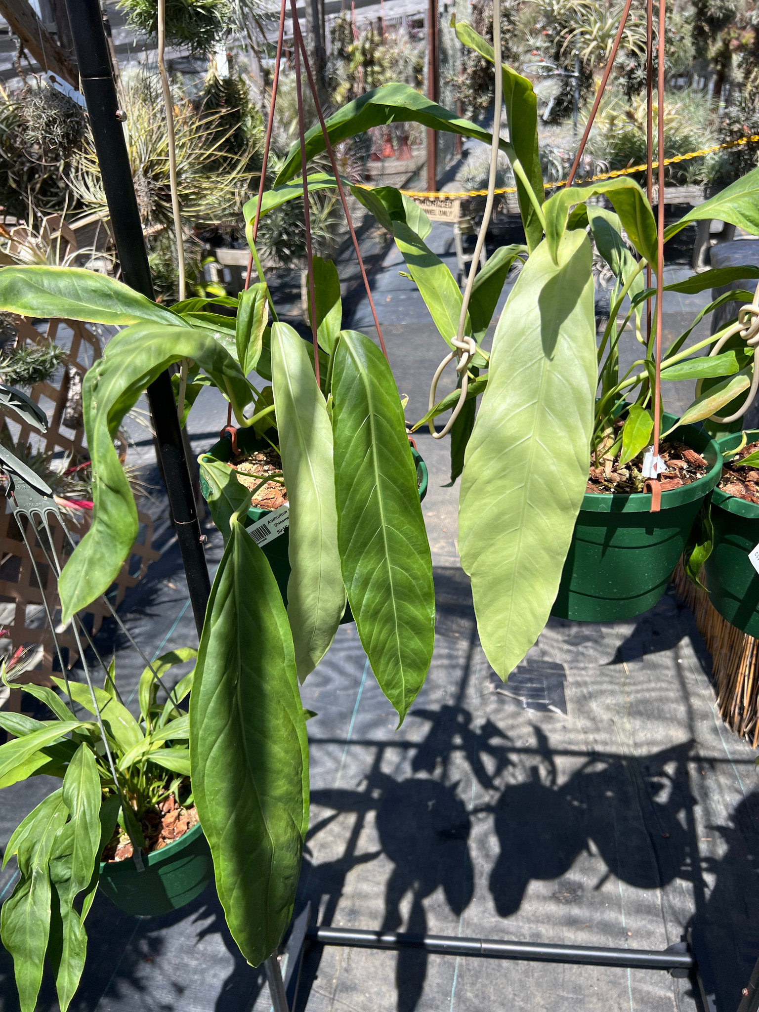 anthurium d'amour Anthrium (Flamingo Lily) main image 0