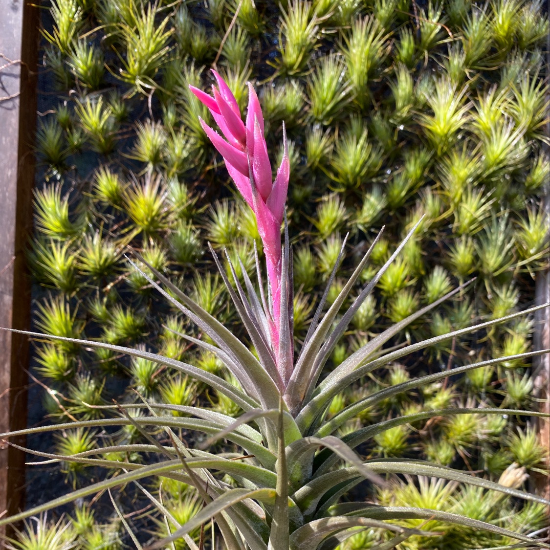 Tillandsia species (aeranthos group) - Bird Rock Tropicals