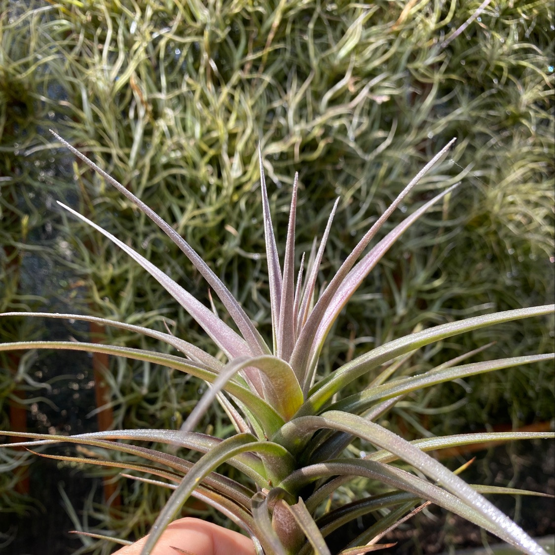 Tillandsia species (aeranthos group) - Bird Rock Tropicals