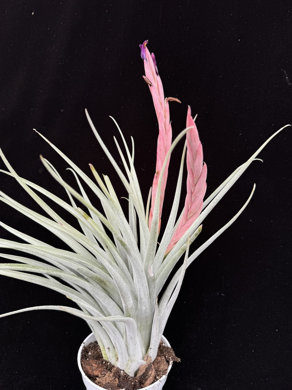 Tillandsia mitlaensis X carlsoniae - Bird Rock Tropicals