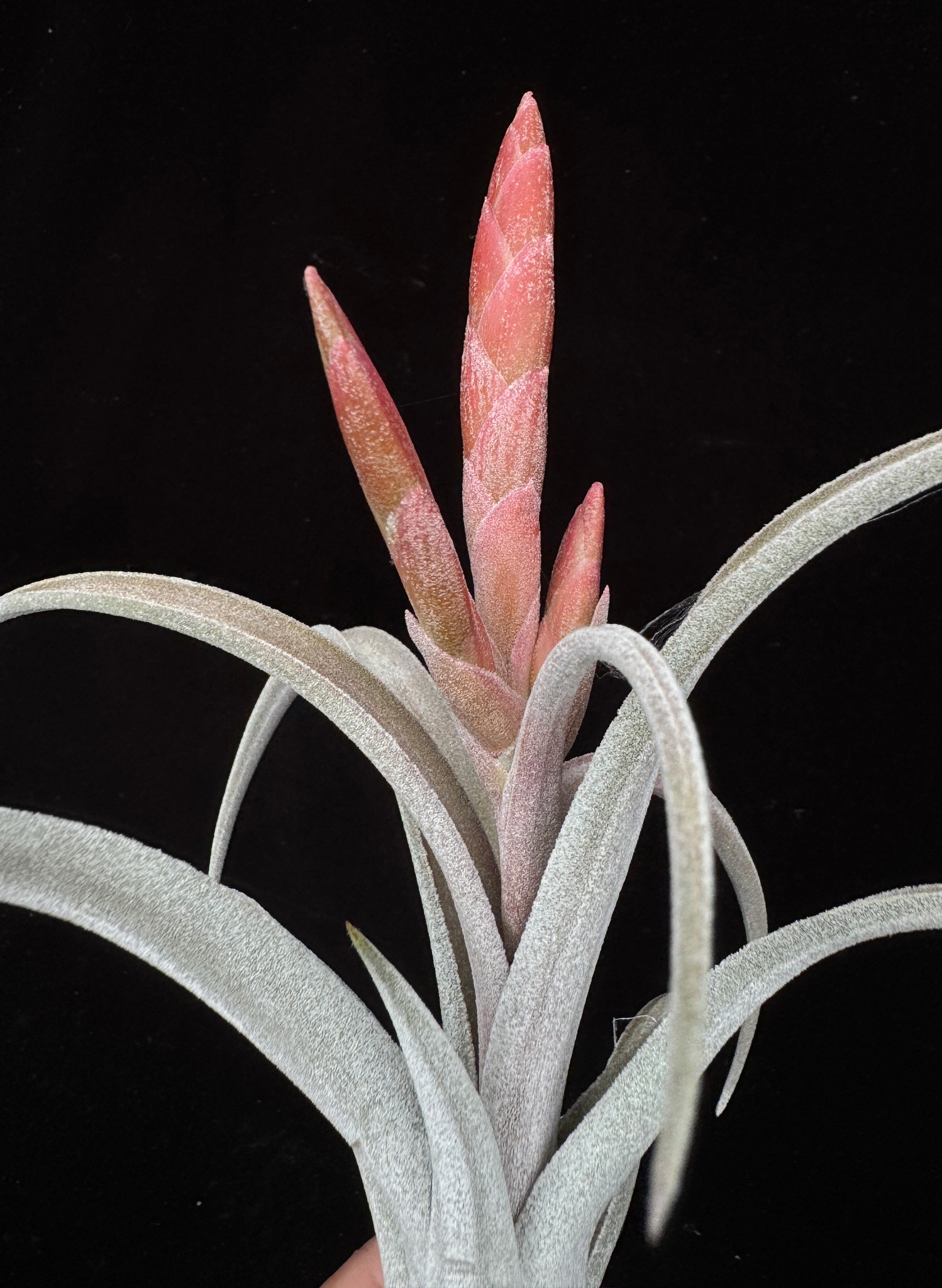 Tillandsia chiapensis X caput-medusae - Bird Rock Tropicals