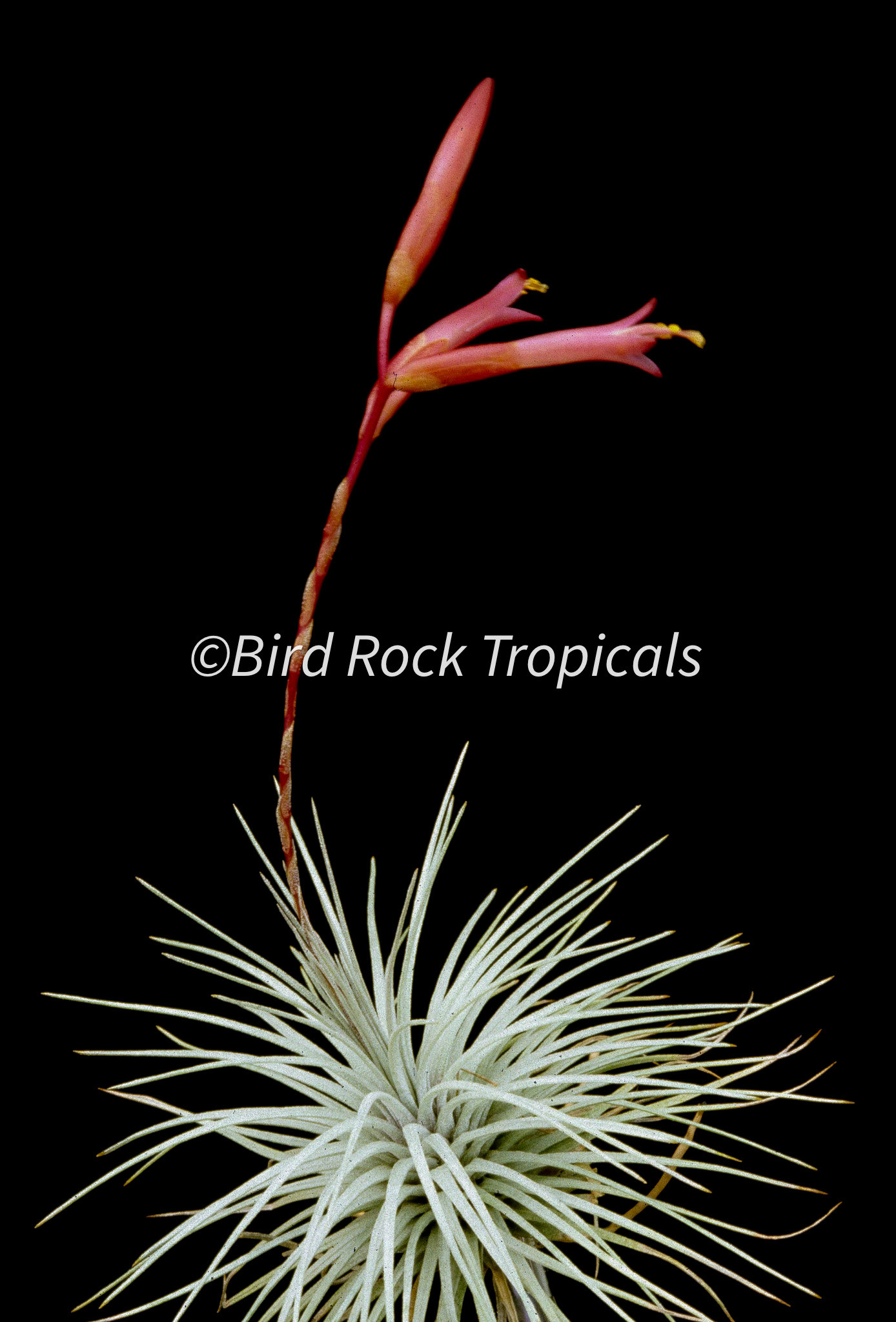 Tillandsia argentea