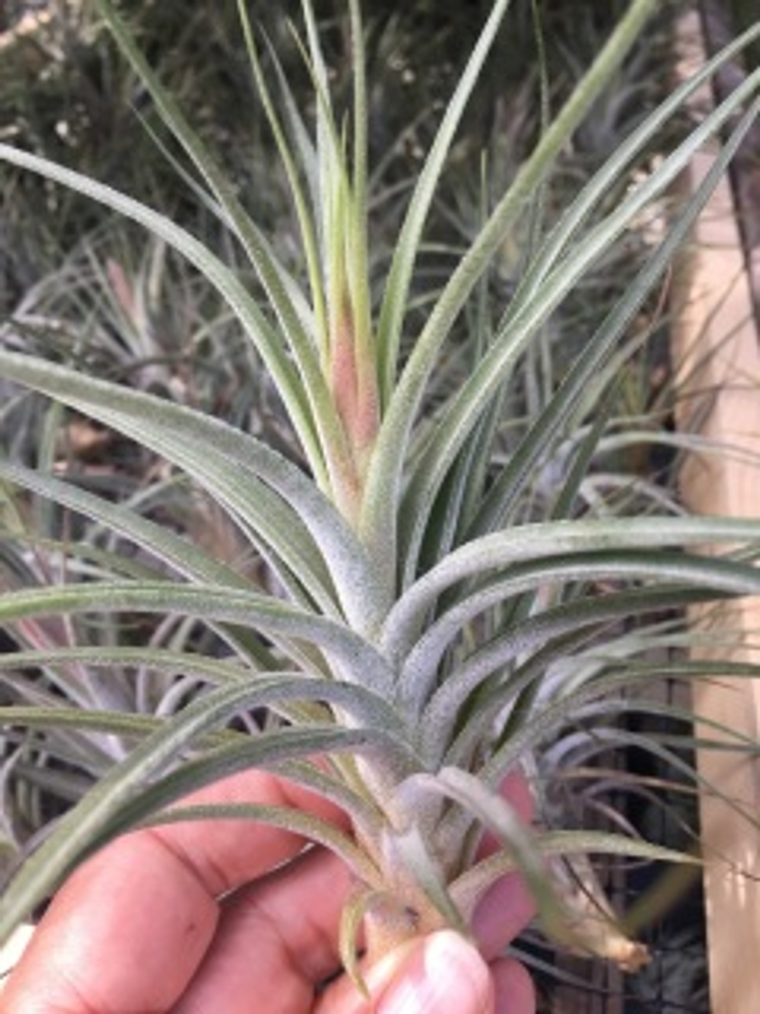 Tillandsia x rectifolia