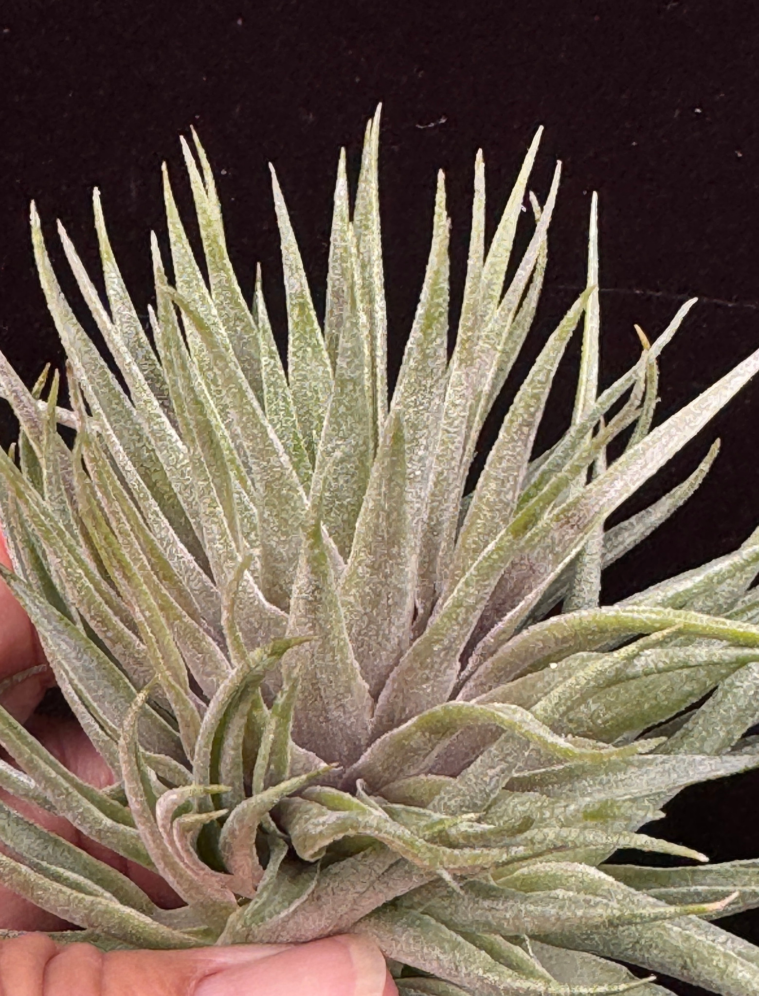 ブロメリア・エアープランツ Tillandsia kautskyi Tillandsia kautskyi (Air Plant) - World of Flowering Plants
