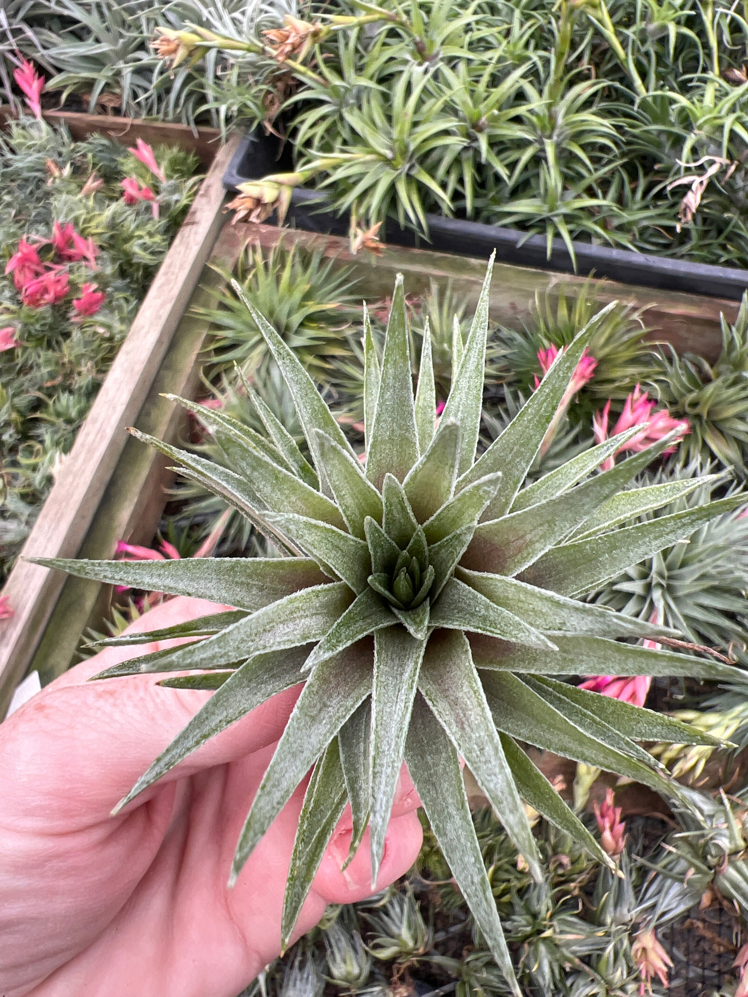 Tillandsia kautskyi hybrid (green form) - Bird Rock Tropicals