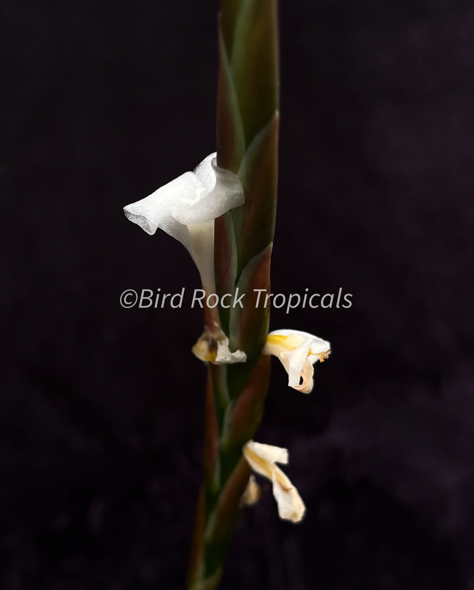 Tillandsia barfussii - Bird Rock Tropicals
