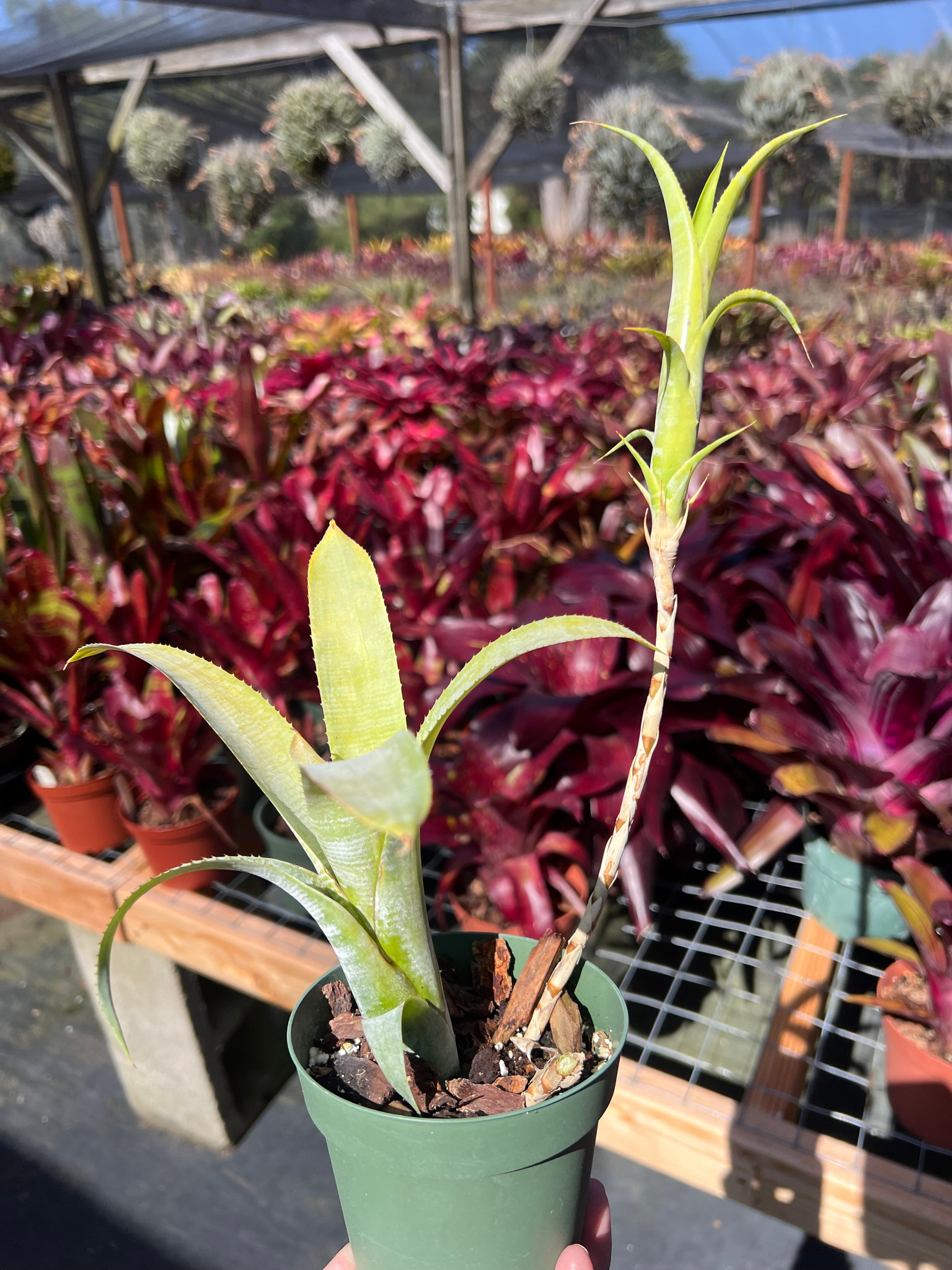 Neoregelia pauciflora, Light Clone - Bird Rock Tropicals
