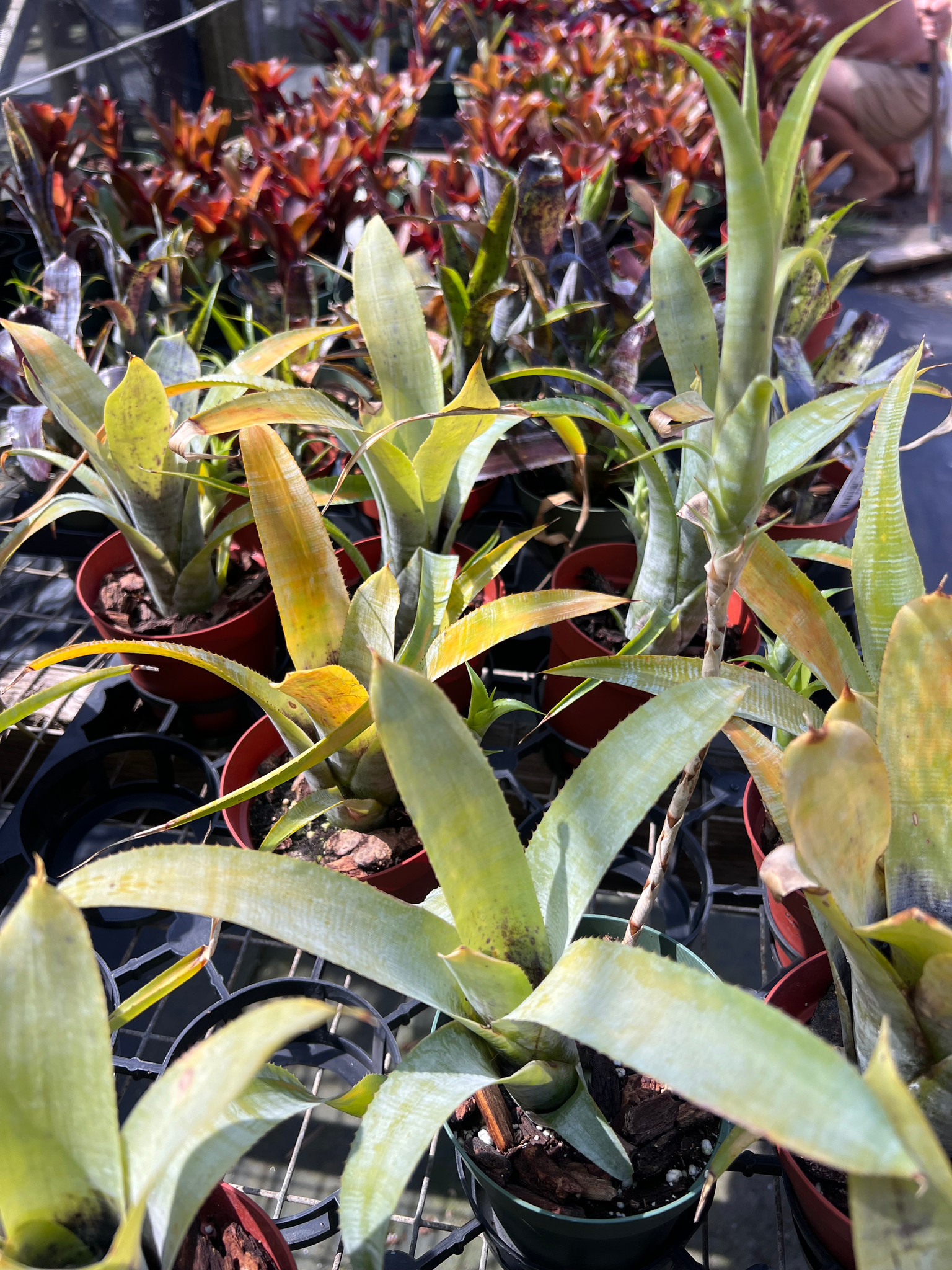 Neoregelia pauciflora, Light Clone - Bird Rock Tropicals