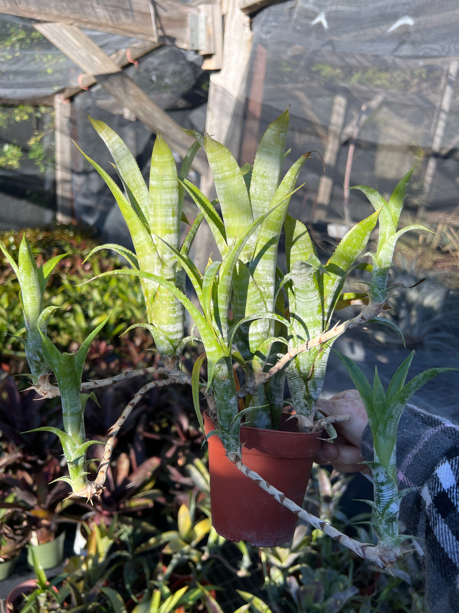その他観葉植物 Neoregelia pauciflora Super white clone fit=scale-down,w=1200