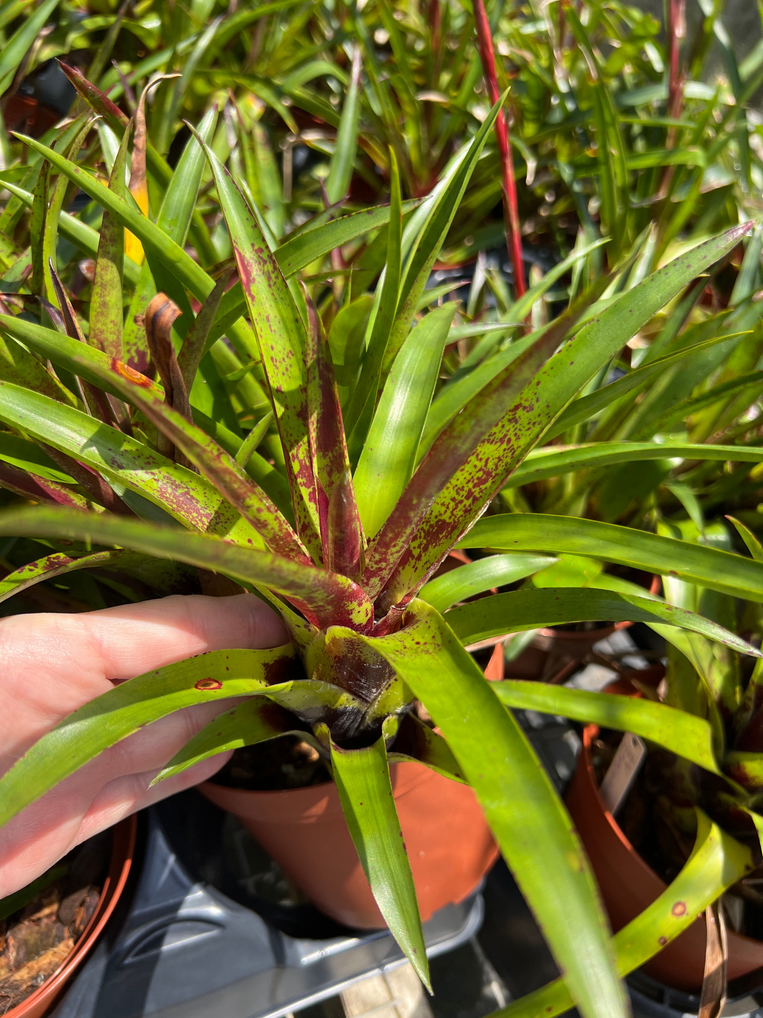 Vriesea lubbersii - Bird Rock Tropicals