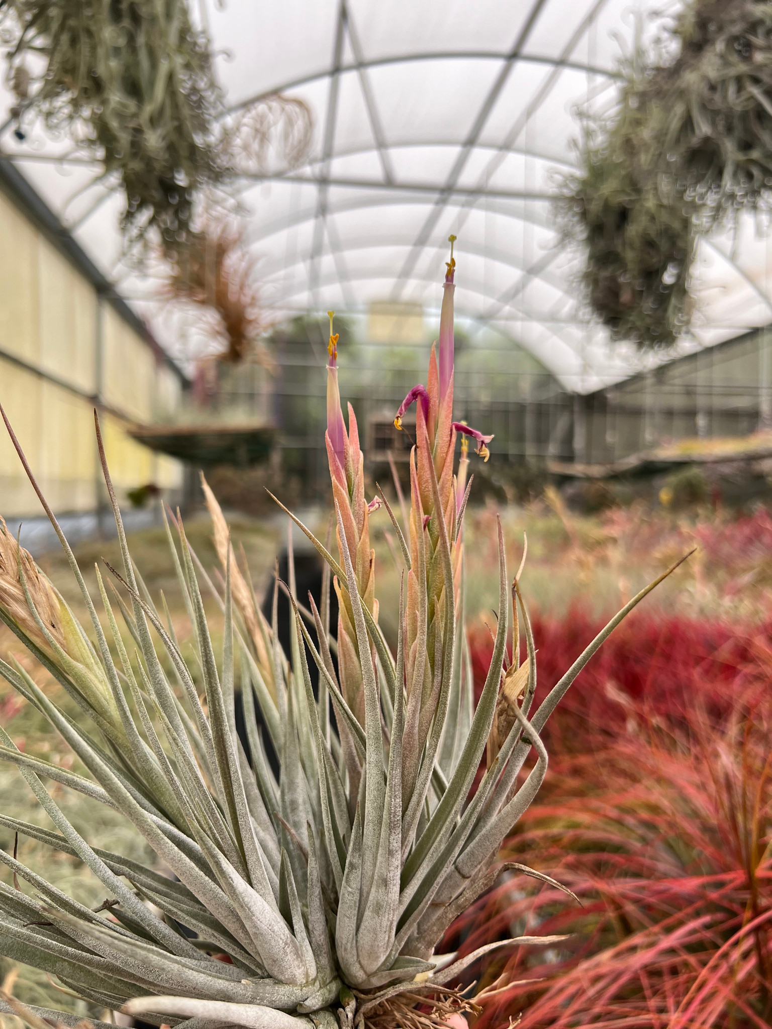 Tillandsia schiedeana x mitlaensis - Bird Rock Tropicals
