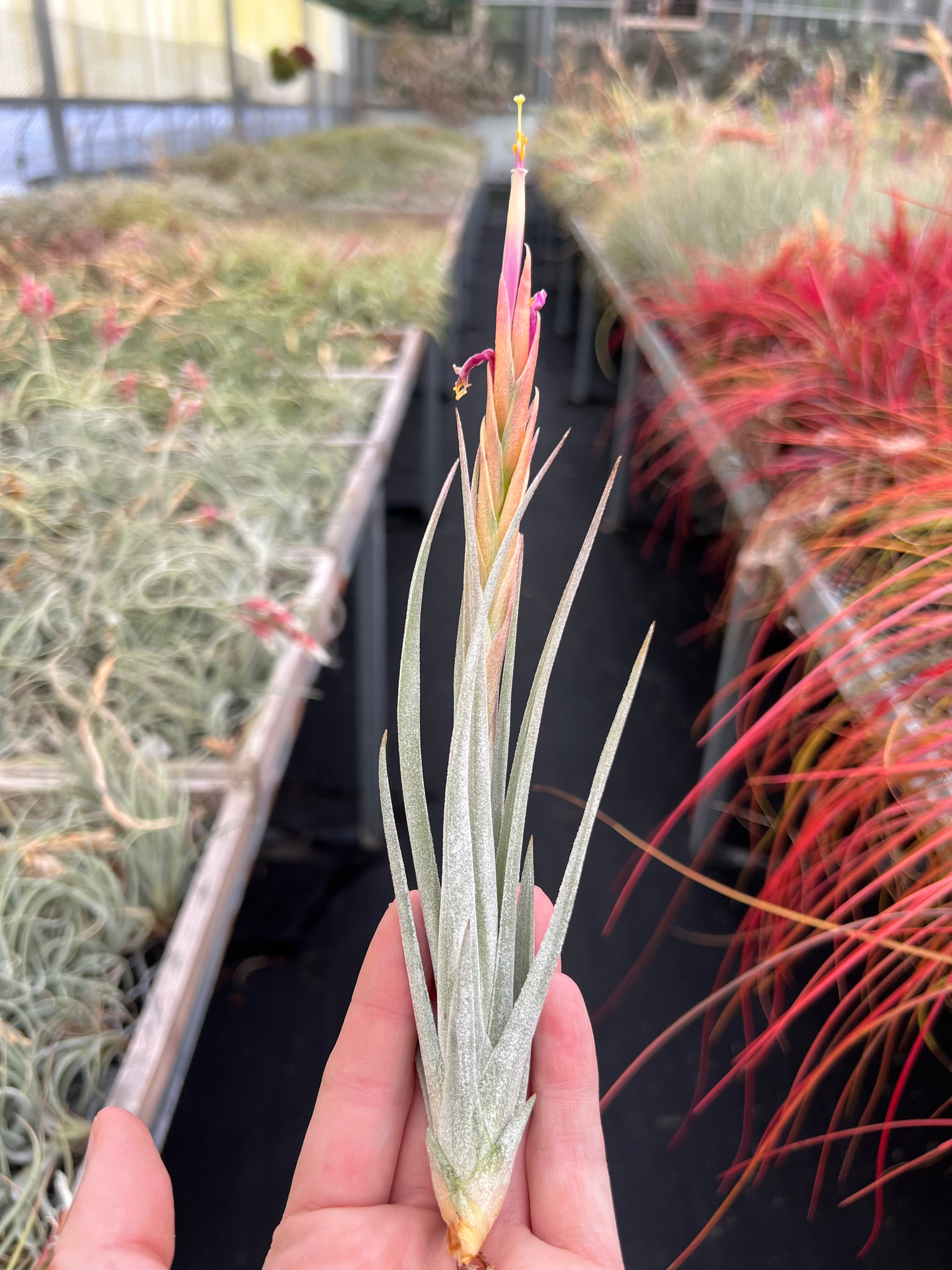 Tillandsia schiedeana x mitlaensis - Bird Rock Tropicals