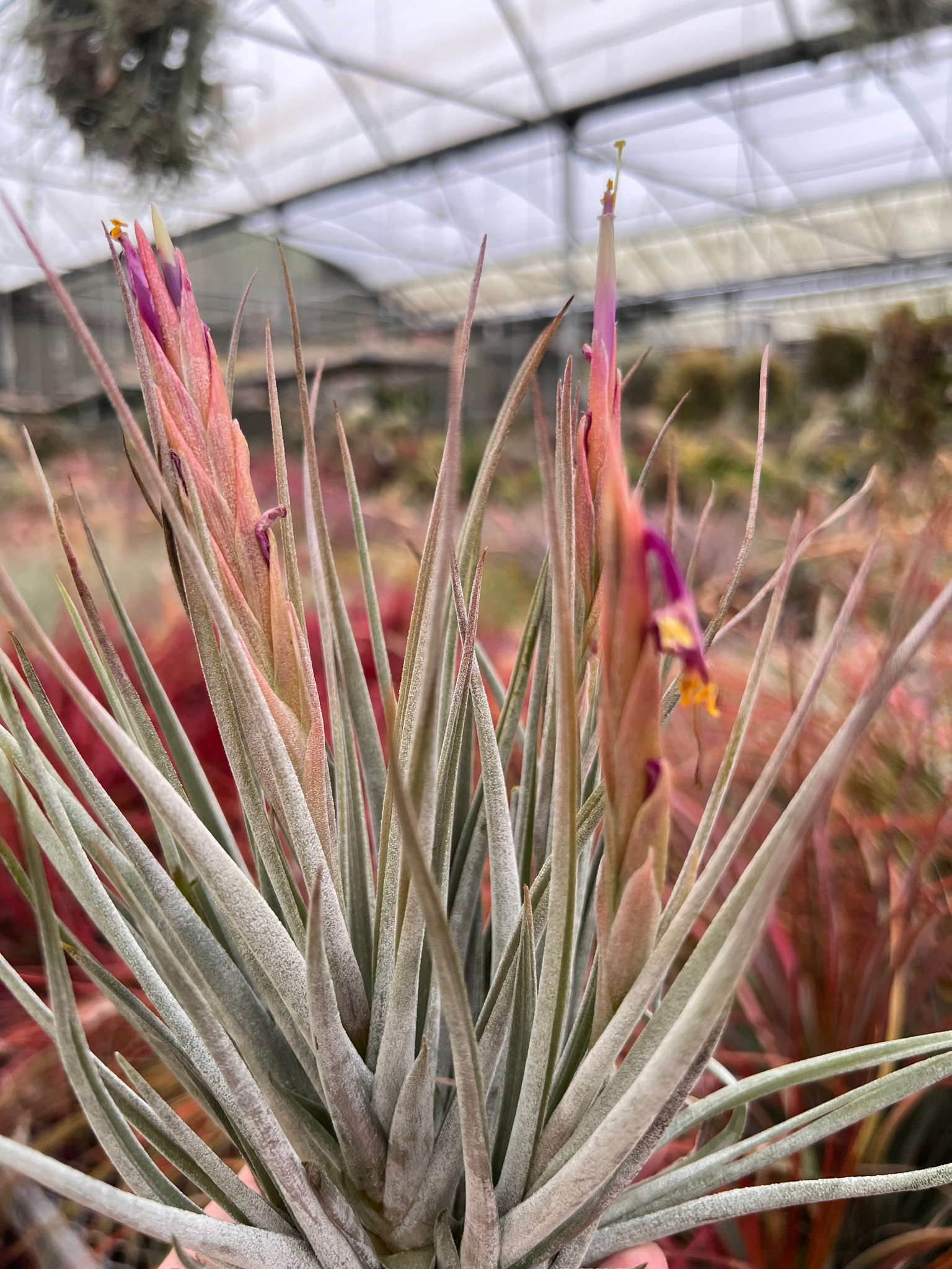 Tillandsia schiedeana x mitlaensis - Bird Rock Tropicals