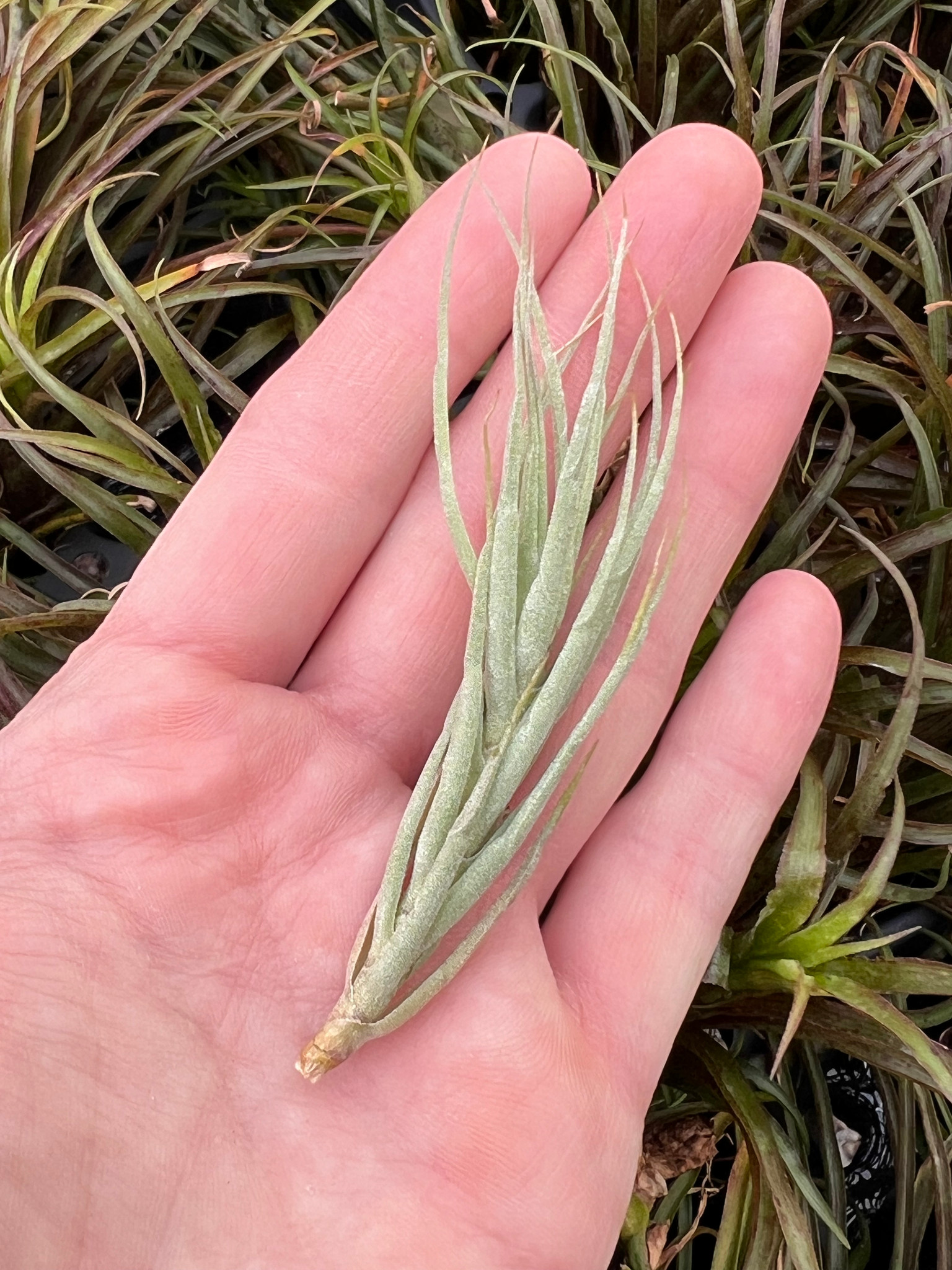 Tillandsia kirschnekii - Bird Rock Tropicals