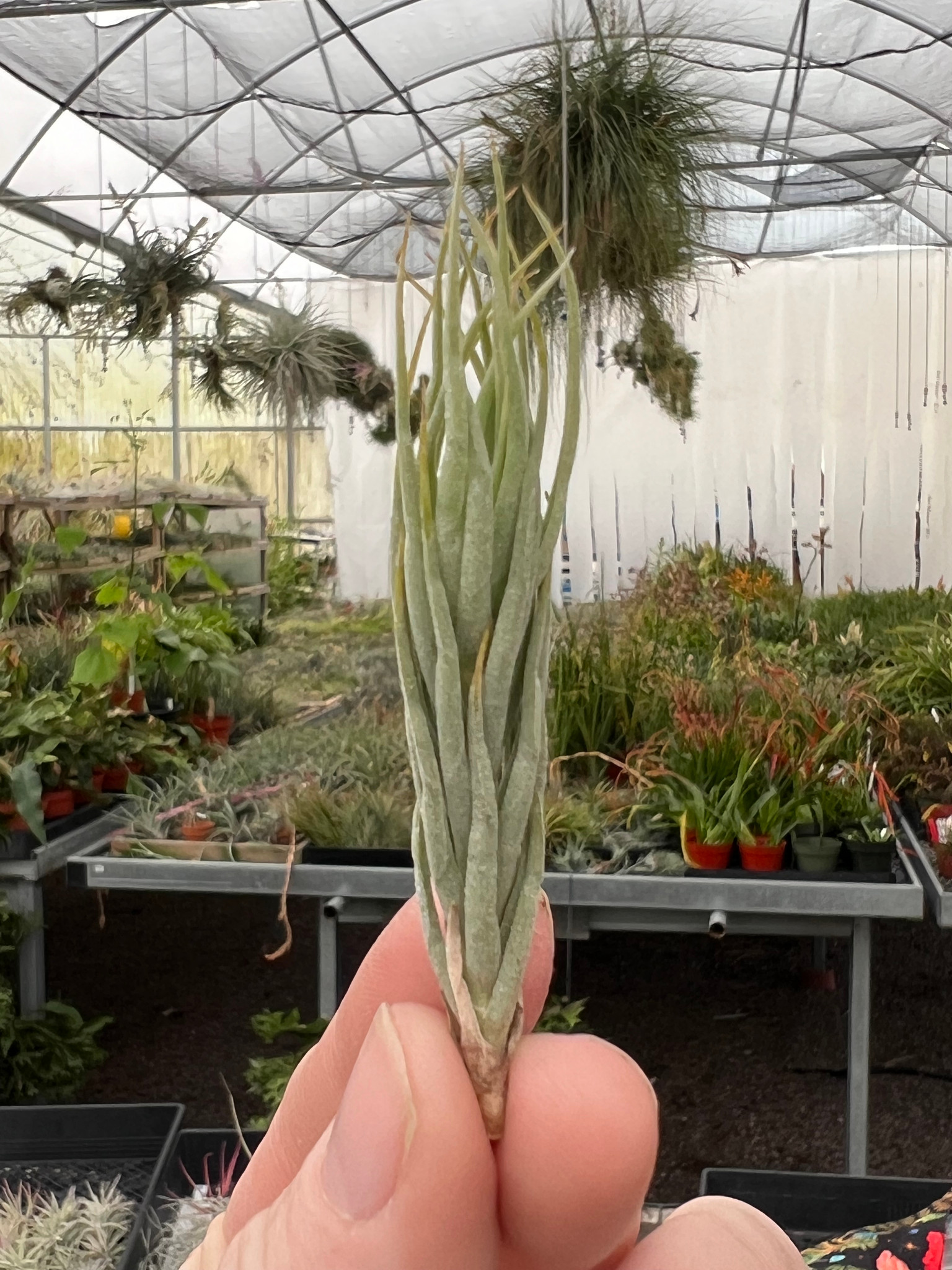 Tillandsia kirschnekii - Bird Rock Tropicals