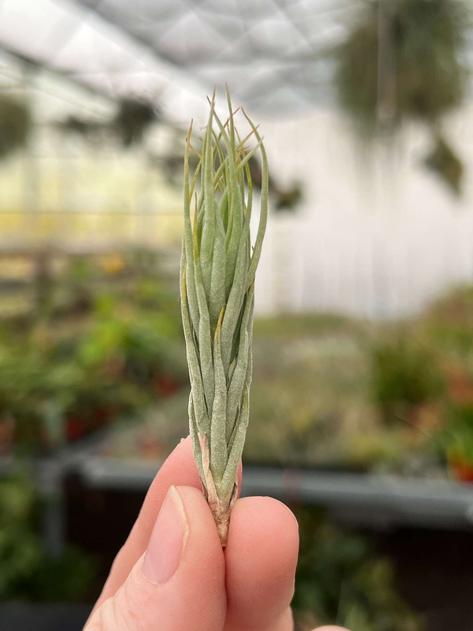 Tillandsia kirschnekii - Bird Rock Tropicals