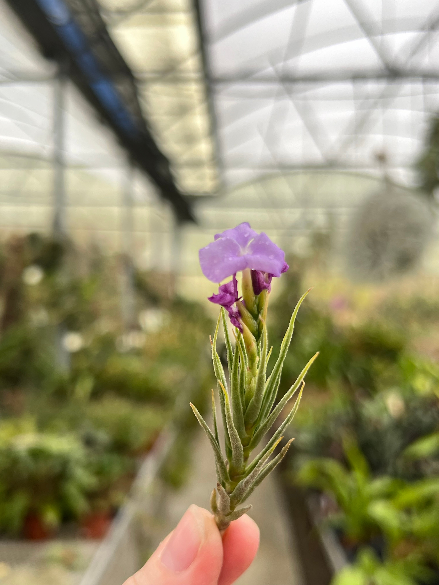 Tillandsia kirschnekii - Bird Rock Tropicals