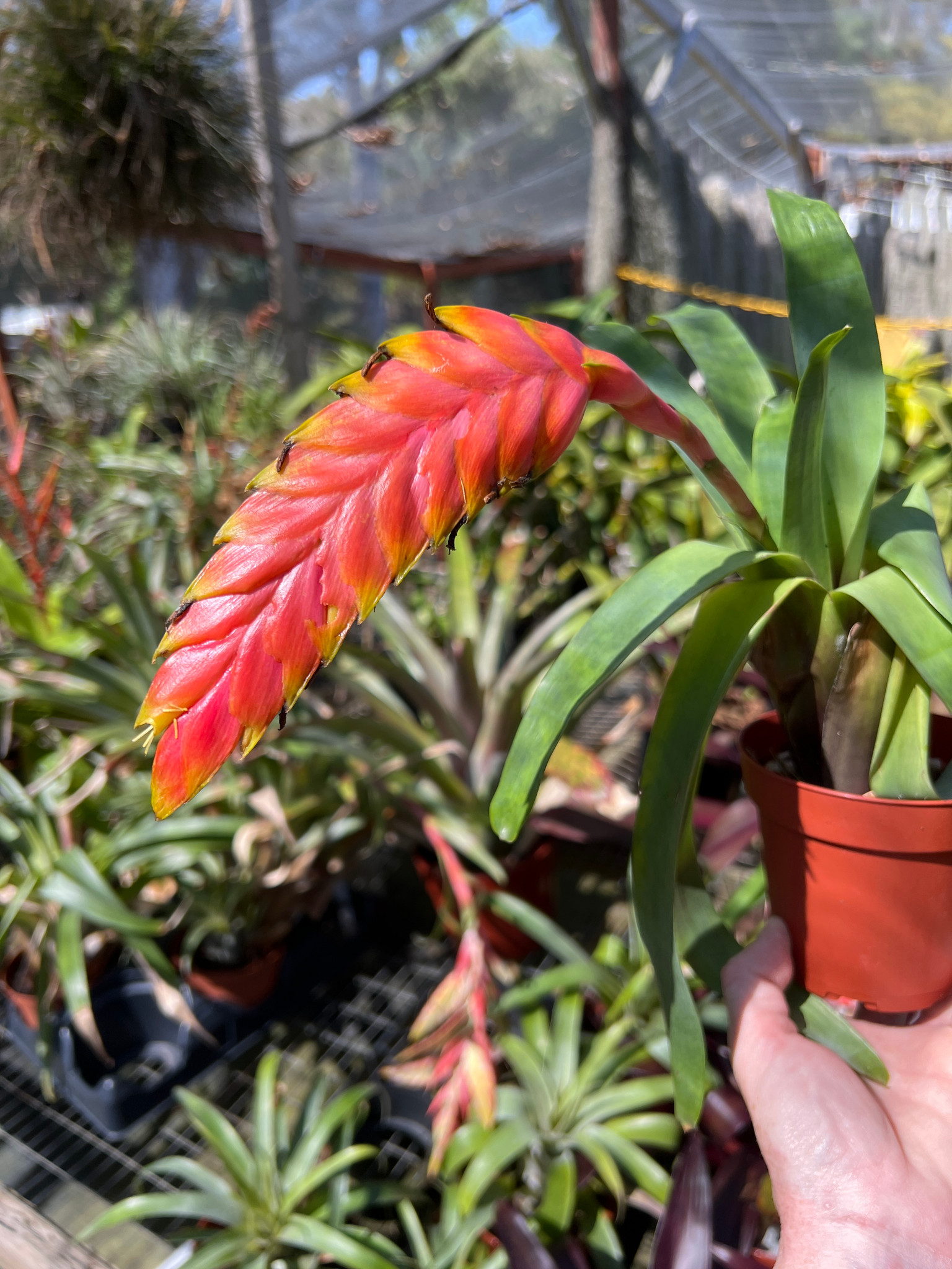 Vriesea rubyae - Bird Rock Tropicals