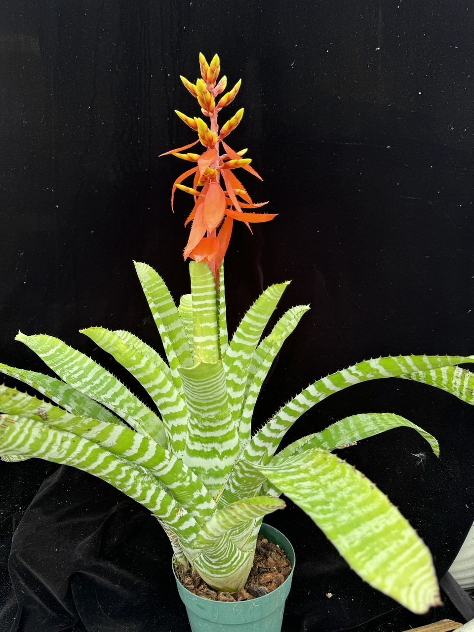Aechmea zebrina - Bird Rock Tropicals