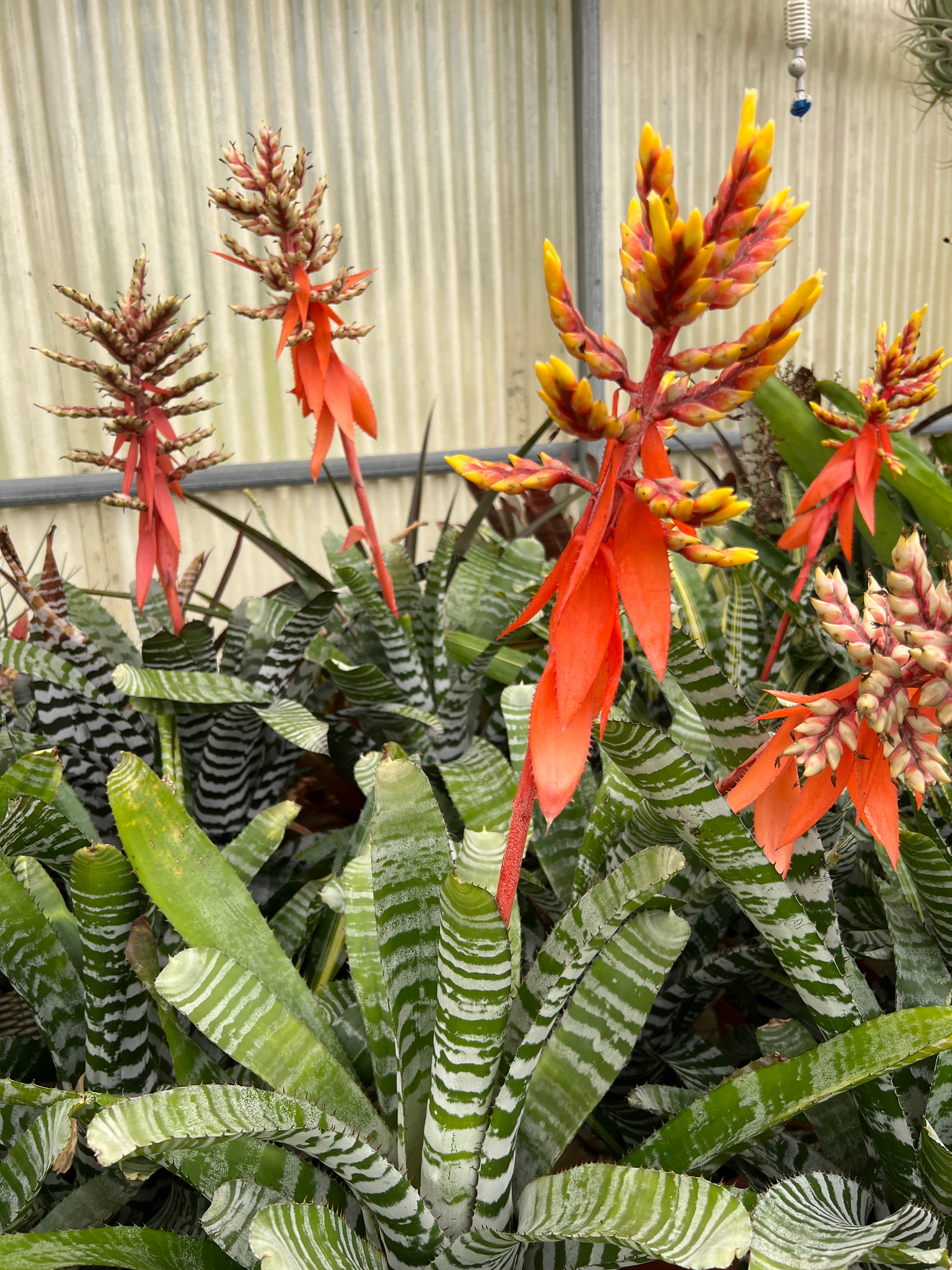 Aechmea zebrina - Bird Rock Tropicals