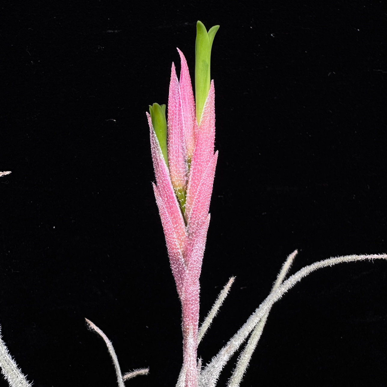 Tillandsia tortilis - Bird Rock Tropicals
