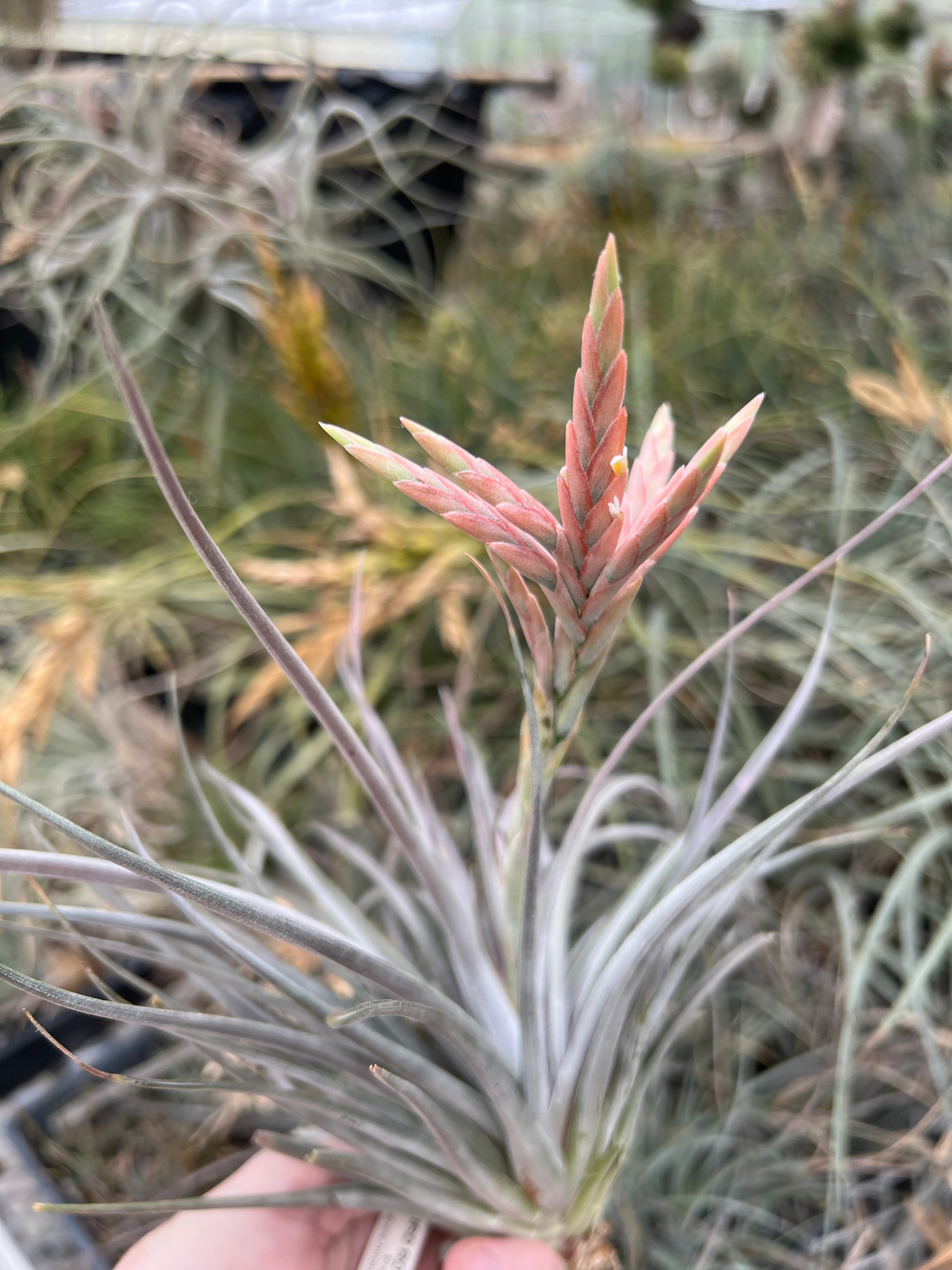 Tillandsia vernicosa x didisticha - Bird Rock Tropicals